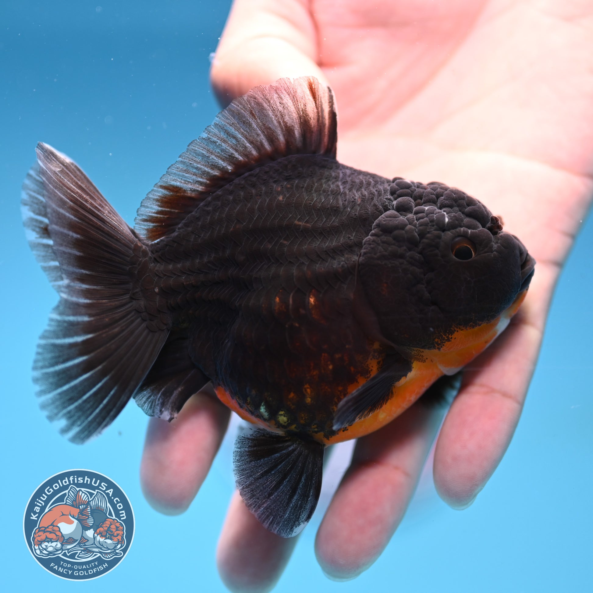 Juvenile Shogun Kirin Oranda 3.5 inch Body (251017_OR12)