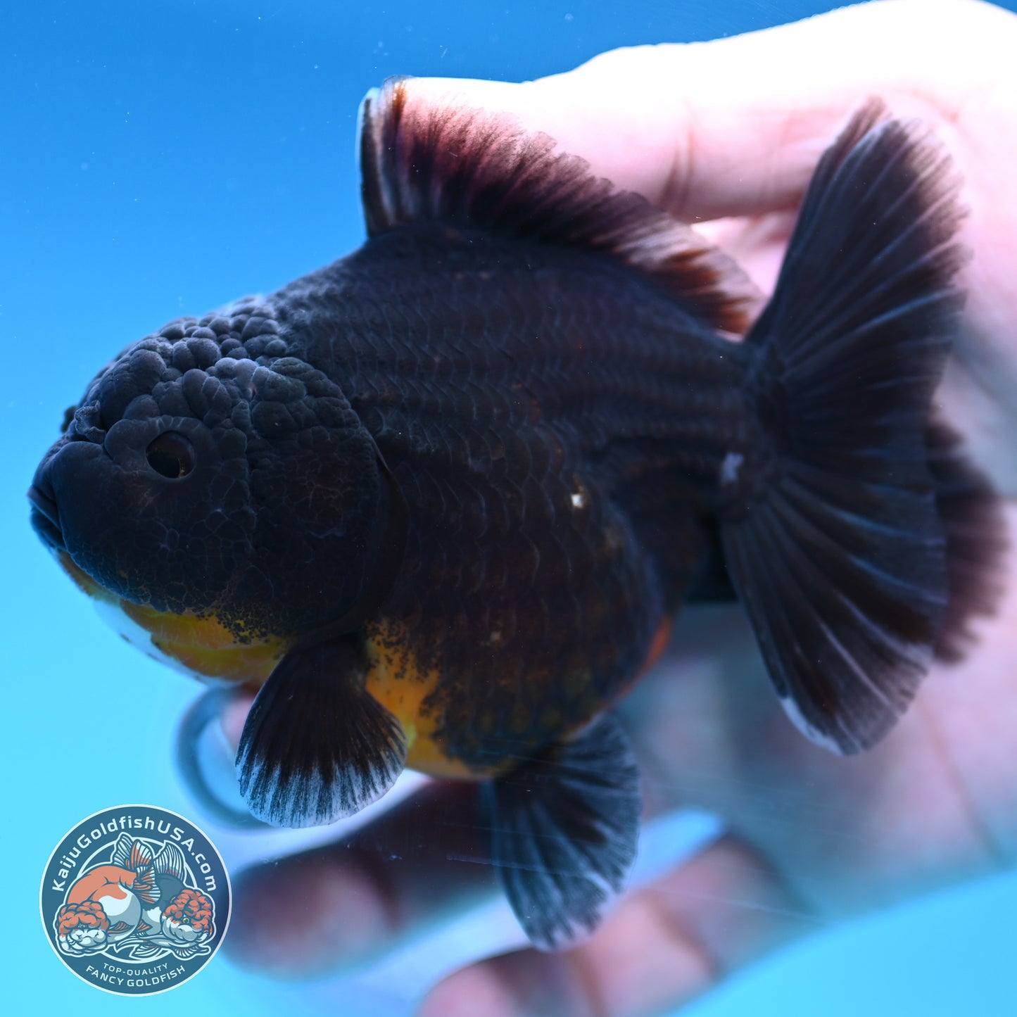 Juvenile Shogun Kirin Oranda 3.5 inch Body (251017_OR12)