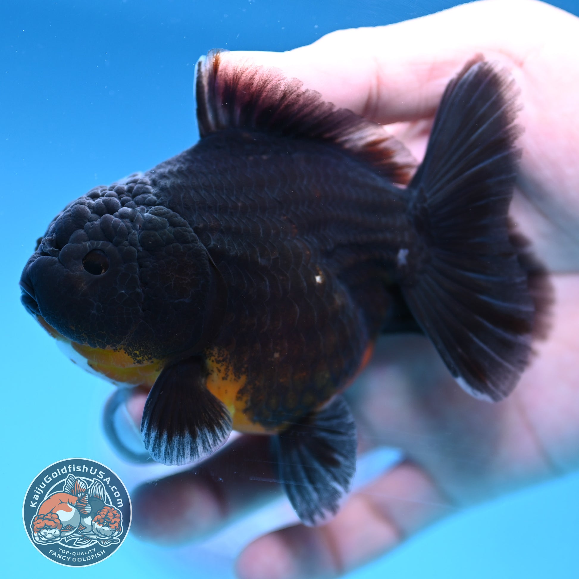 Juvenile Shogun Kirin Oranda 3.5 inch Body (251017_OR12)