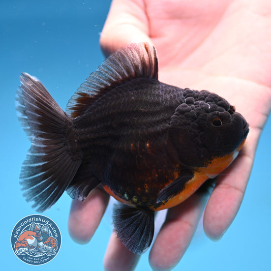 Juvenile Shogun Kirin Oranda 3.5 inch Body (251017_OR12)