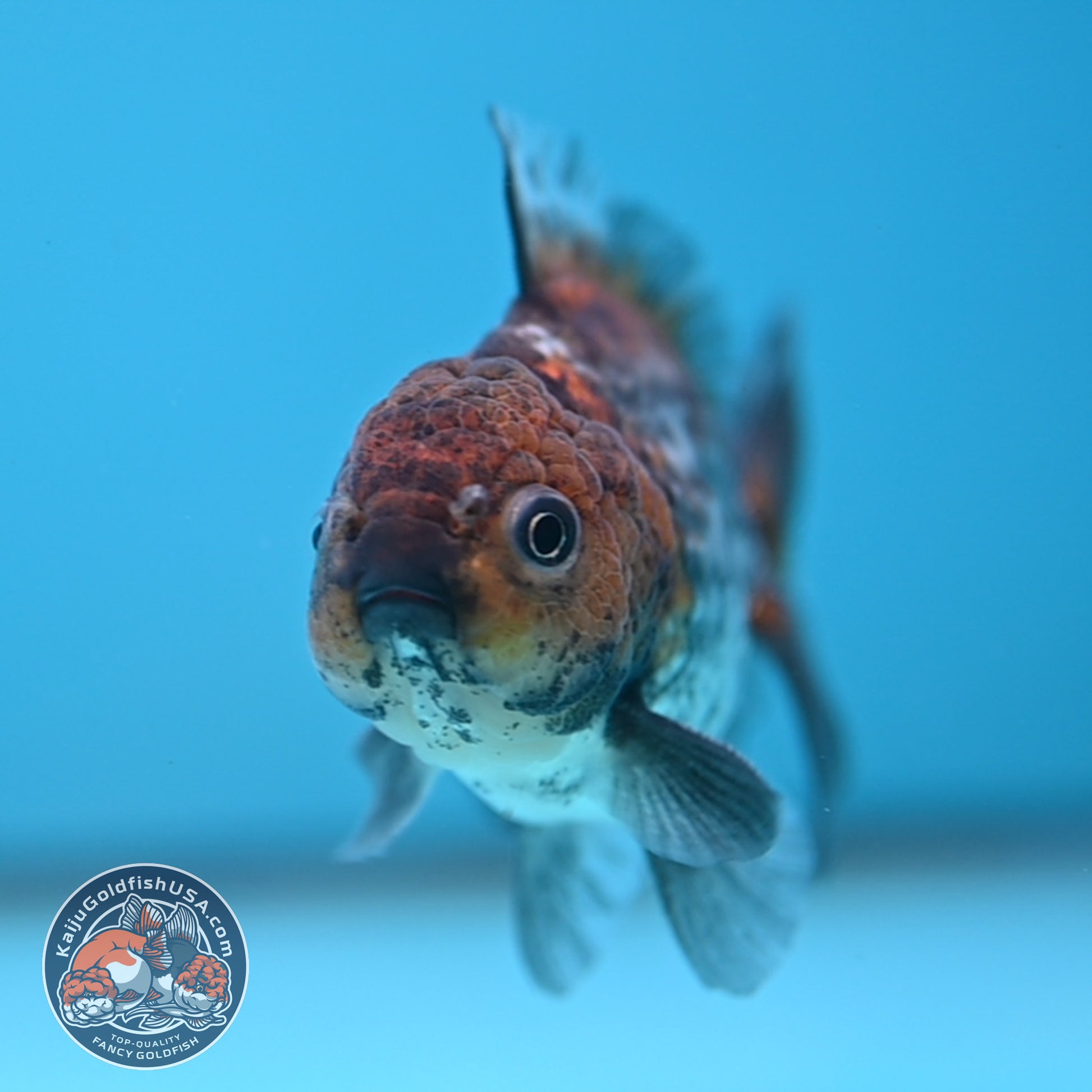 Juvenile Shogun Ochiba Oranda 3 inch Body (251017_OR13)