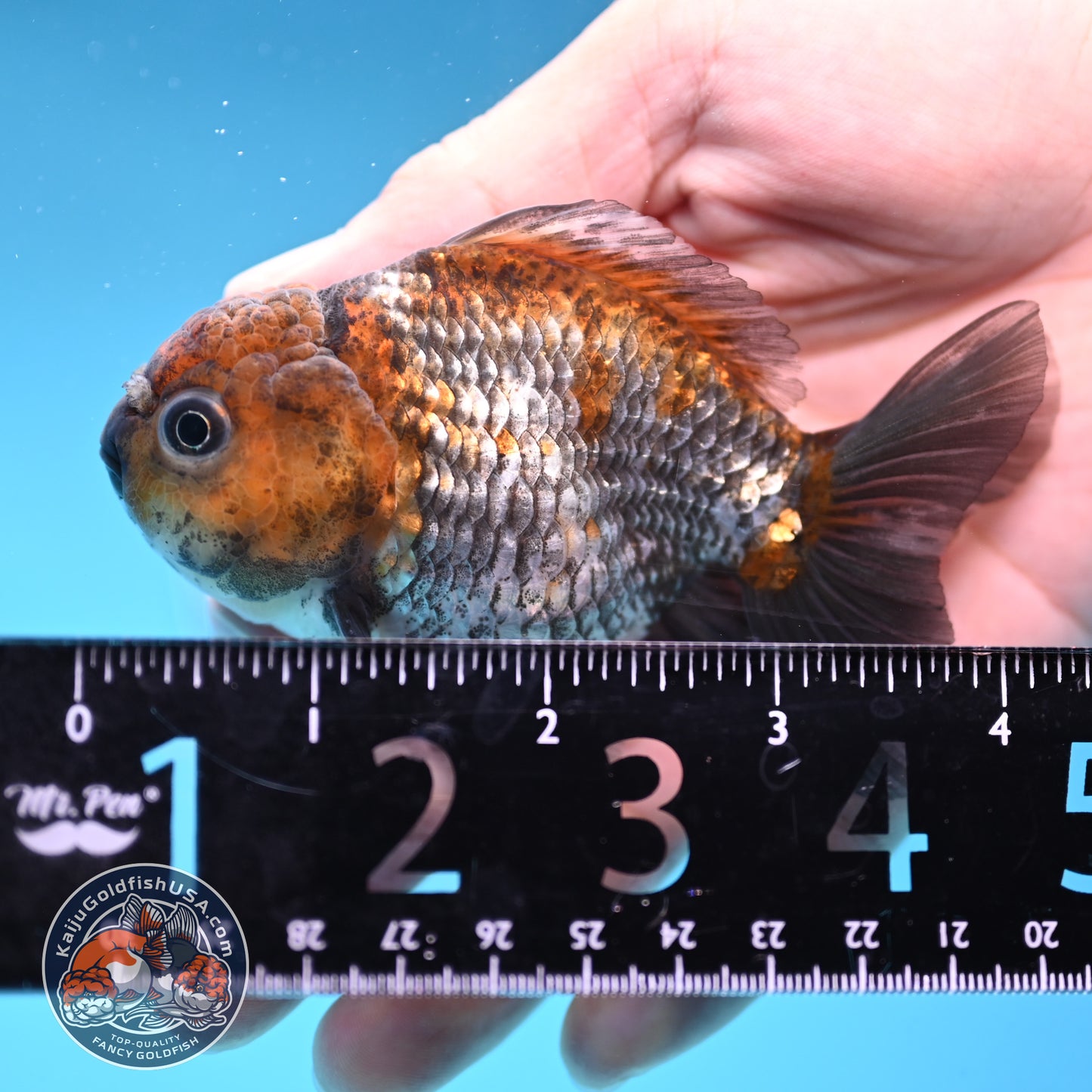 Juvenile Shogun Ochiba Oranda 3 inch Body (251017_OR13)