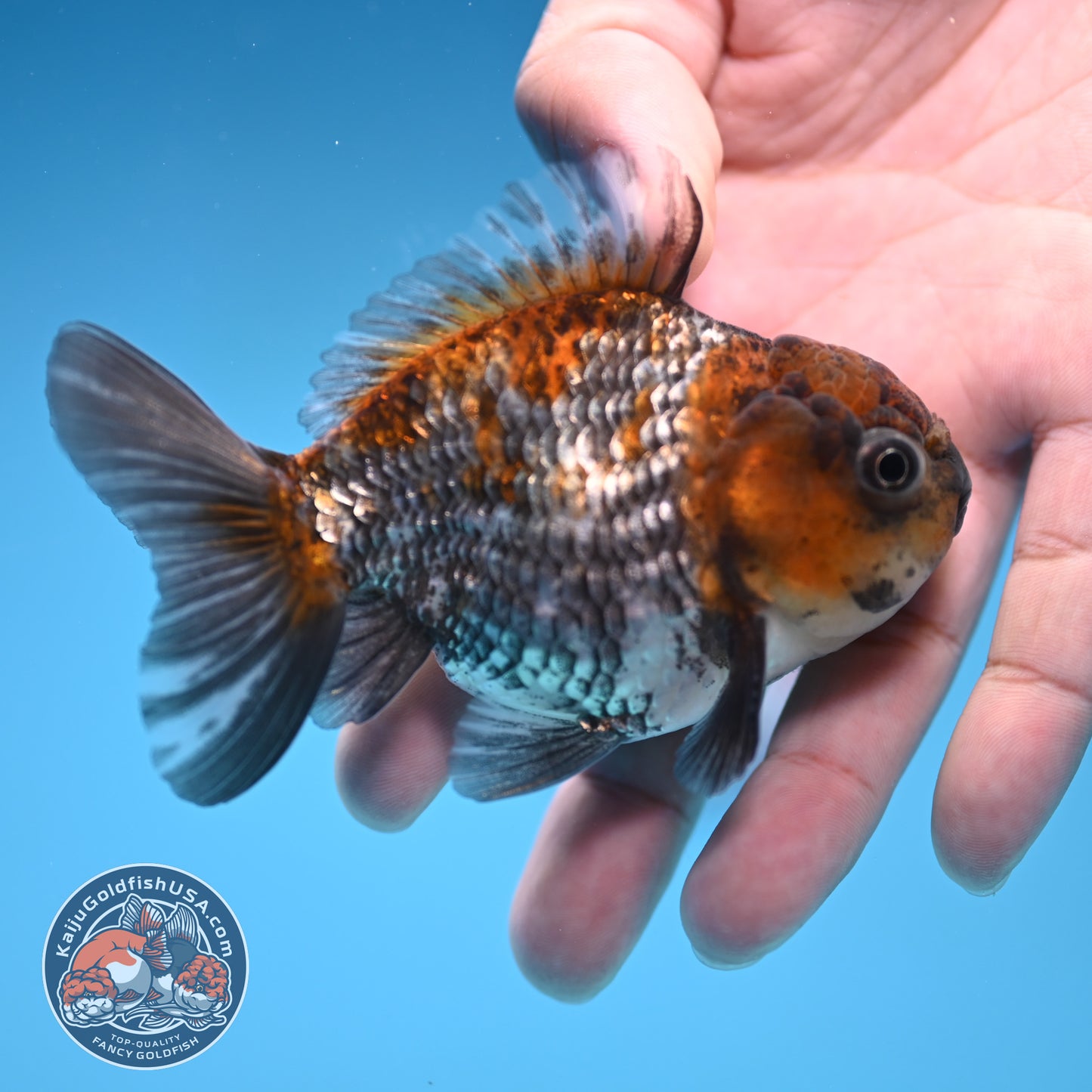 Juvenile Shogun Ochiba Oranda 3 inch Body (251017_OR13)