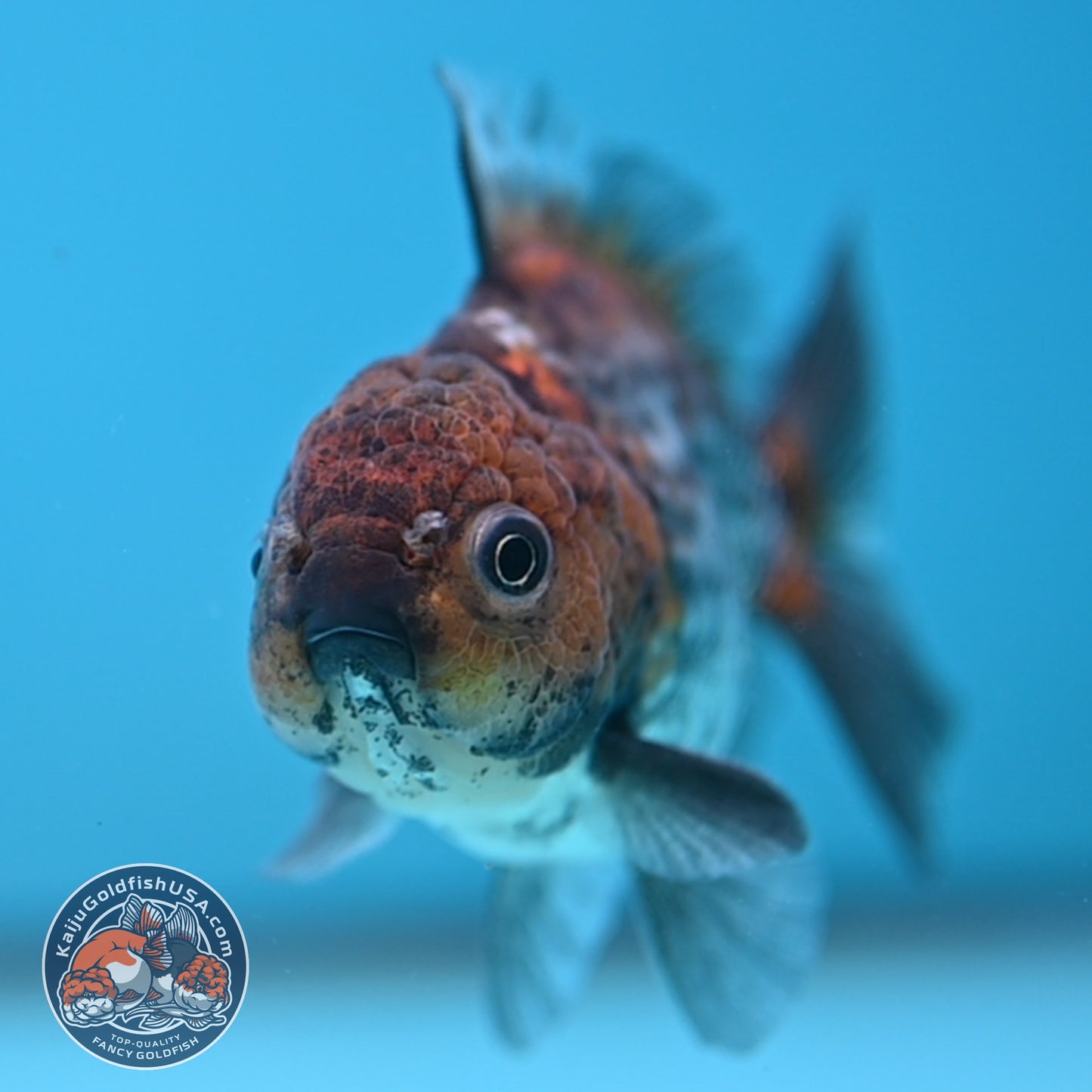 Juvenile Shogun Ochiba Oranda 3 inch Body (251017_OR13)