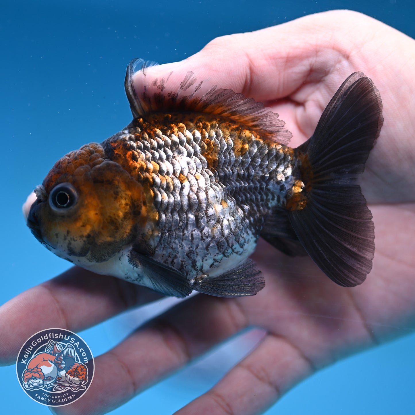 Juvenile Shogun Ochiba Oranda 3 inch Body (251017_OR13)