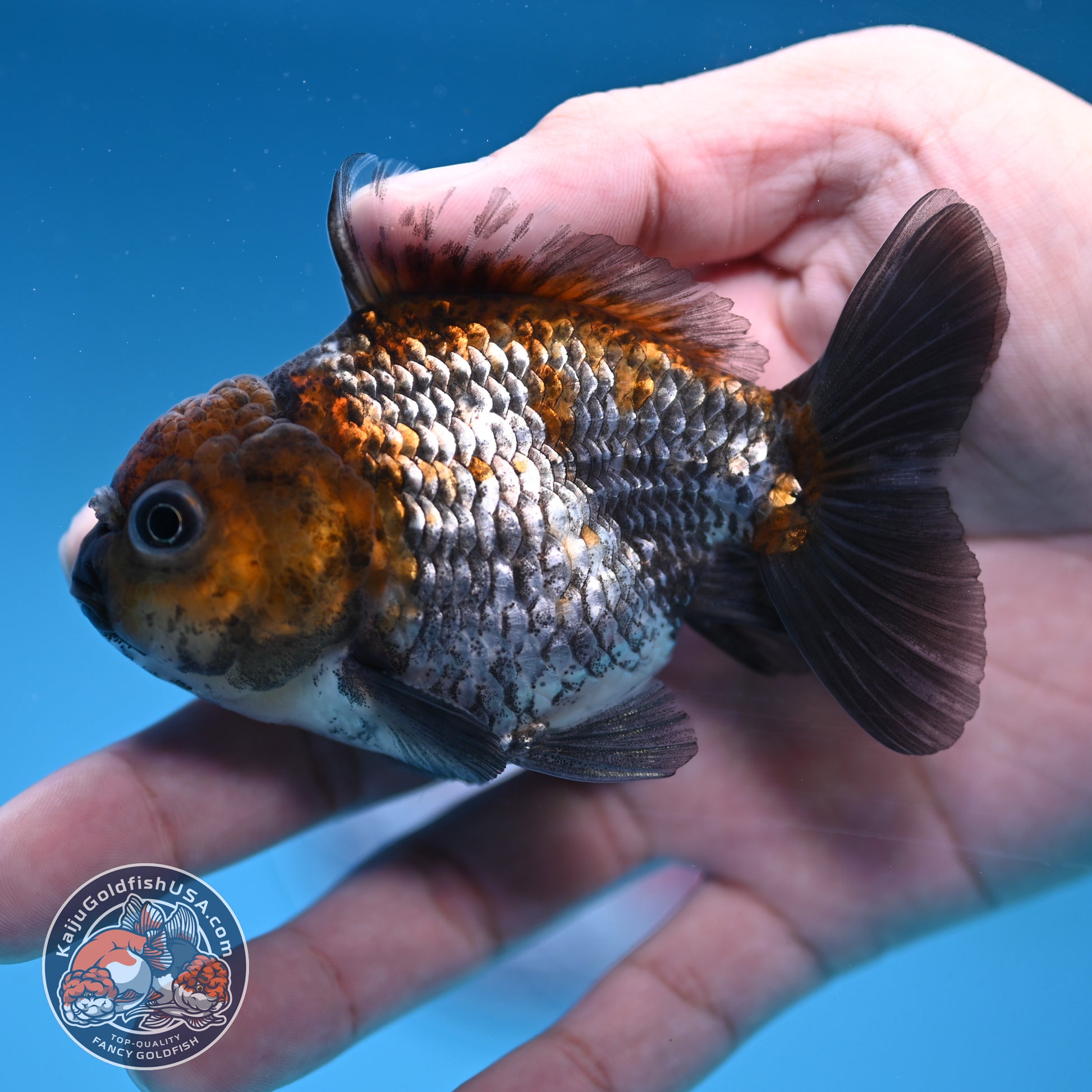 Juvenile Shogun Ochiba Oranda 3 inch Body (251017_OR13)