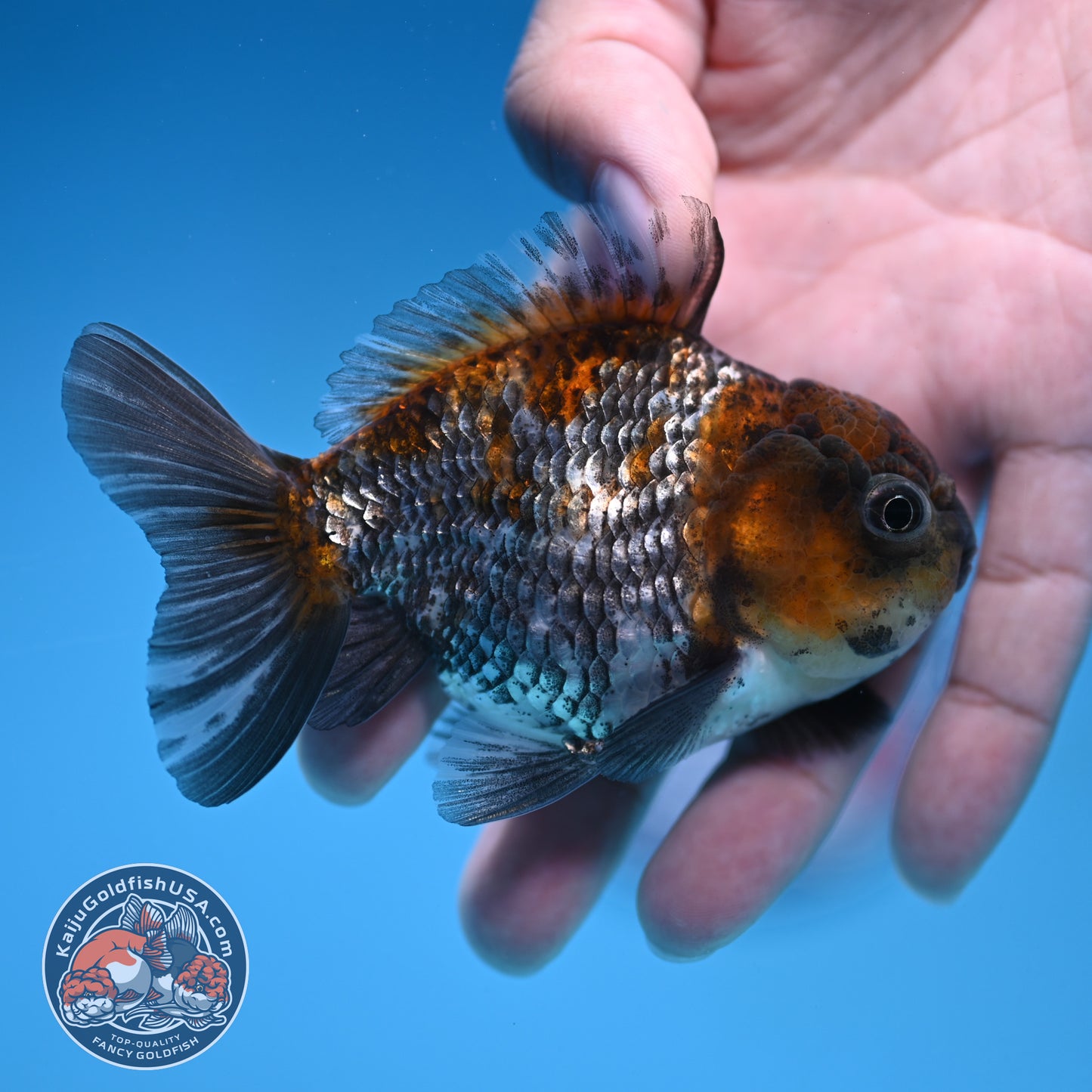 Juvenile Shogun Ochiba Oranda 3 inch Body (251017_OR13)