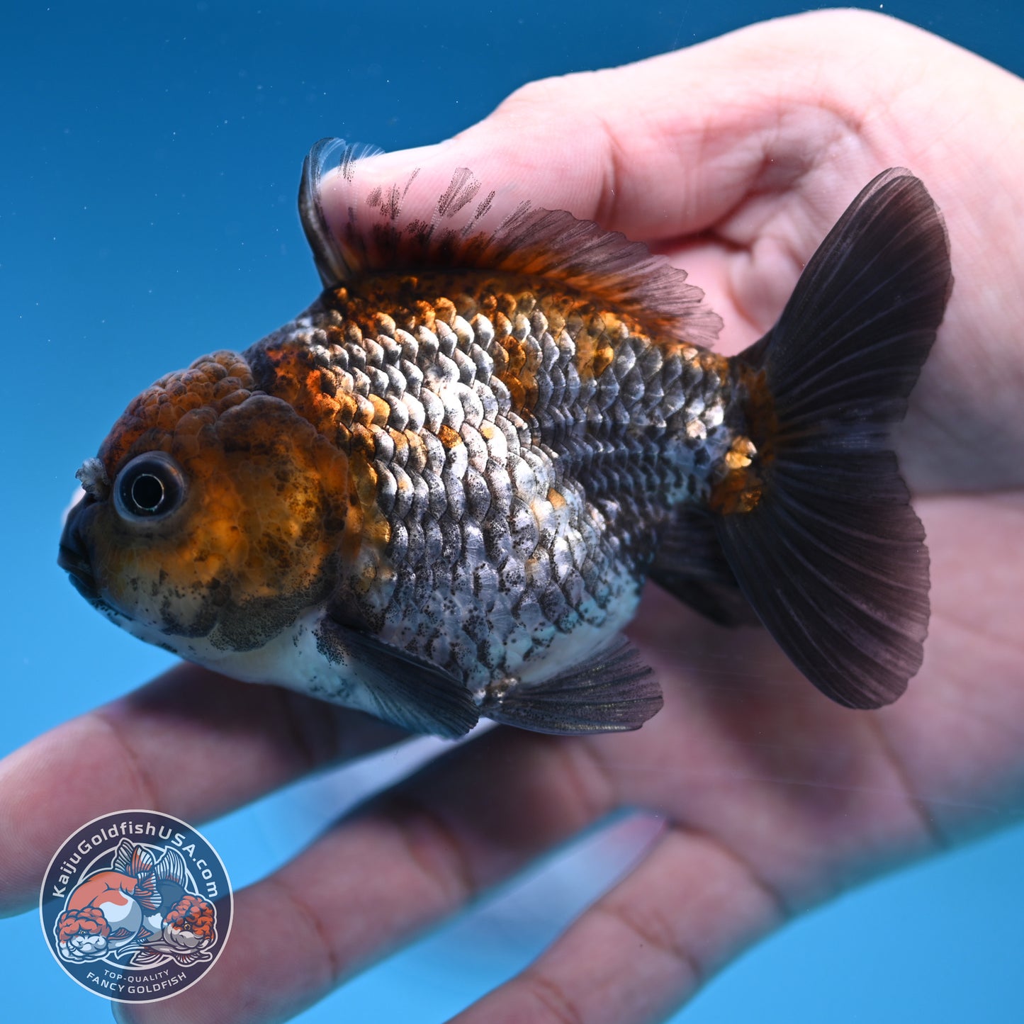 Juvenile Shogun Ochiba Oranda 3 inch Body (251017_OR13)