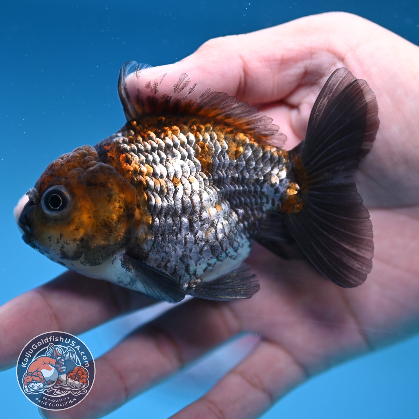 Juvenile Shogun Ochiba Oranda 3 inch Body (251017_OR13)