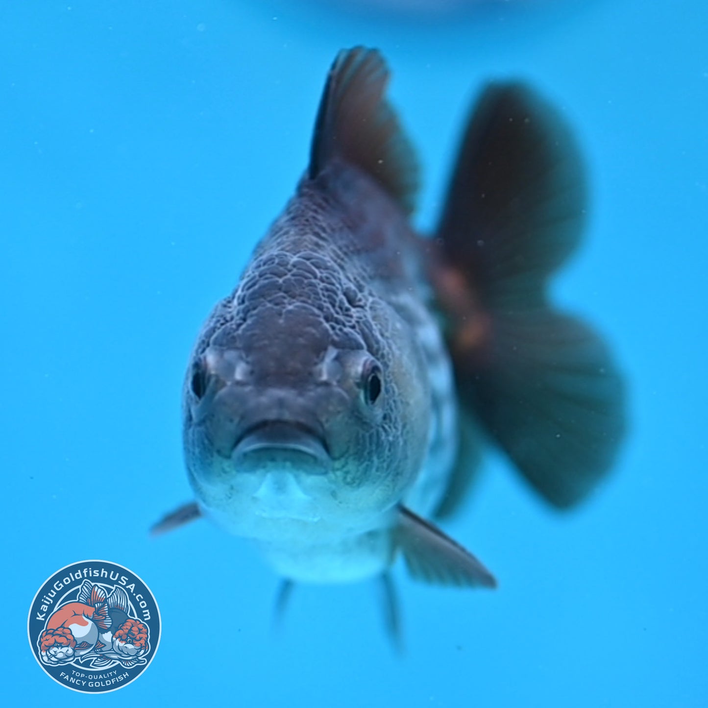 Juvenile Shogun Ochiba Oranda 3.25 inch Body (251017_OR16)