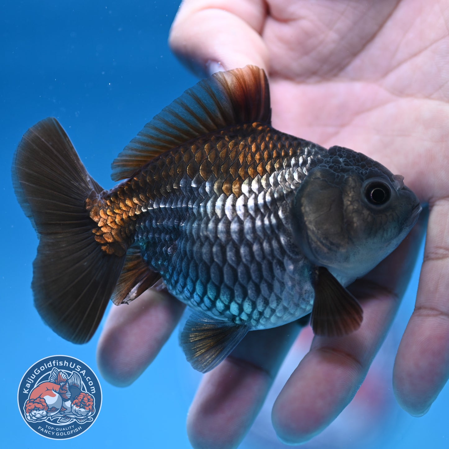 Juvenile Shogun Ochiba Oranda 3.25 inch Body (251017_OR16)