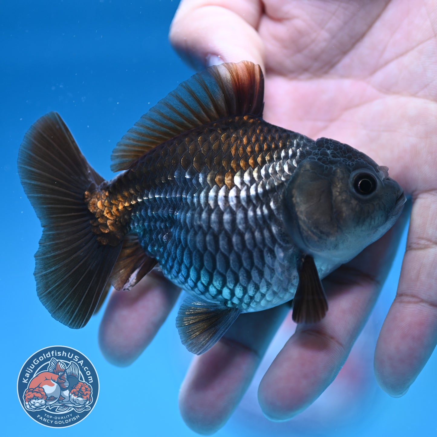 Juvenile Shogun Ochiba Oranda 3.25 inch Body (251017_OR16)