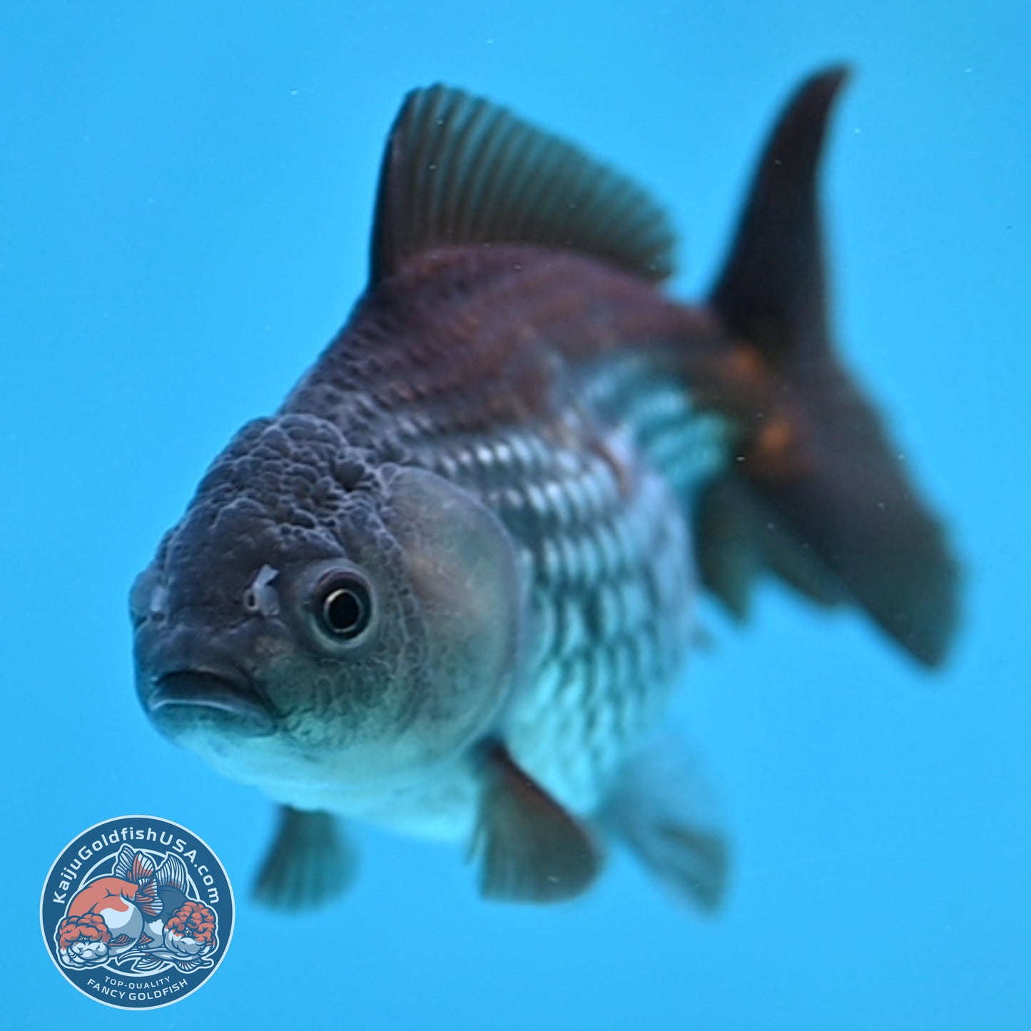 Juvenile Shogun Ochiba Oranda 3.25 inch Body (251017_OR16)