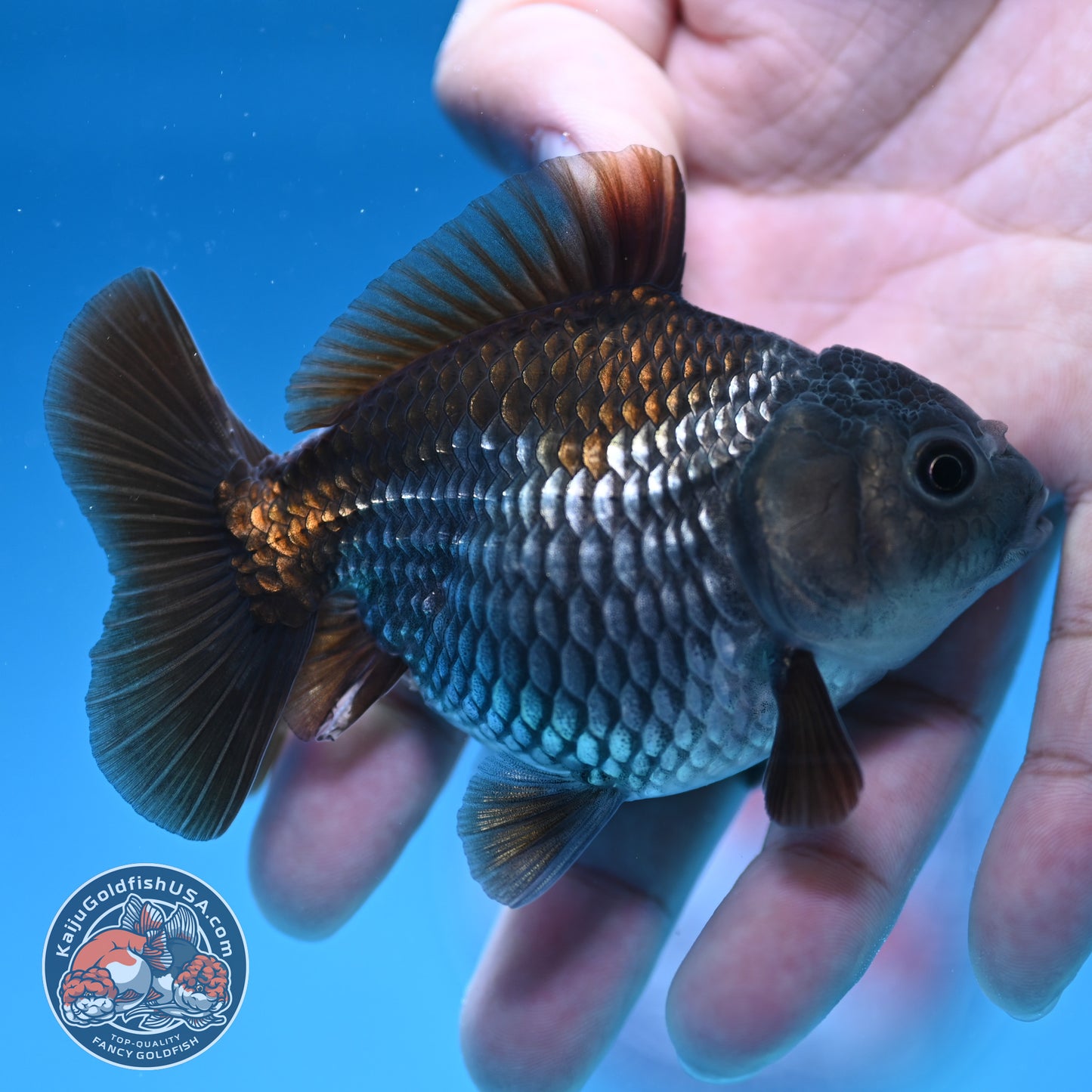 Juvenile Shogun Ochiba Oranda 3.25 inch Body (251017_OR16)