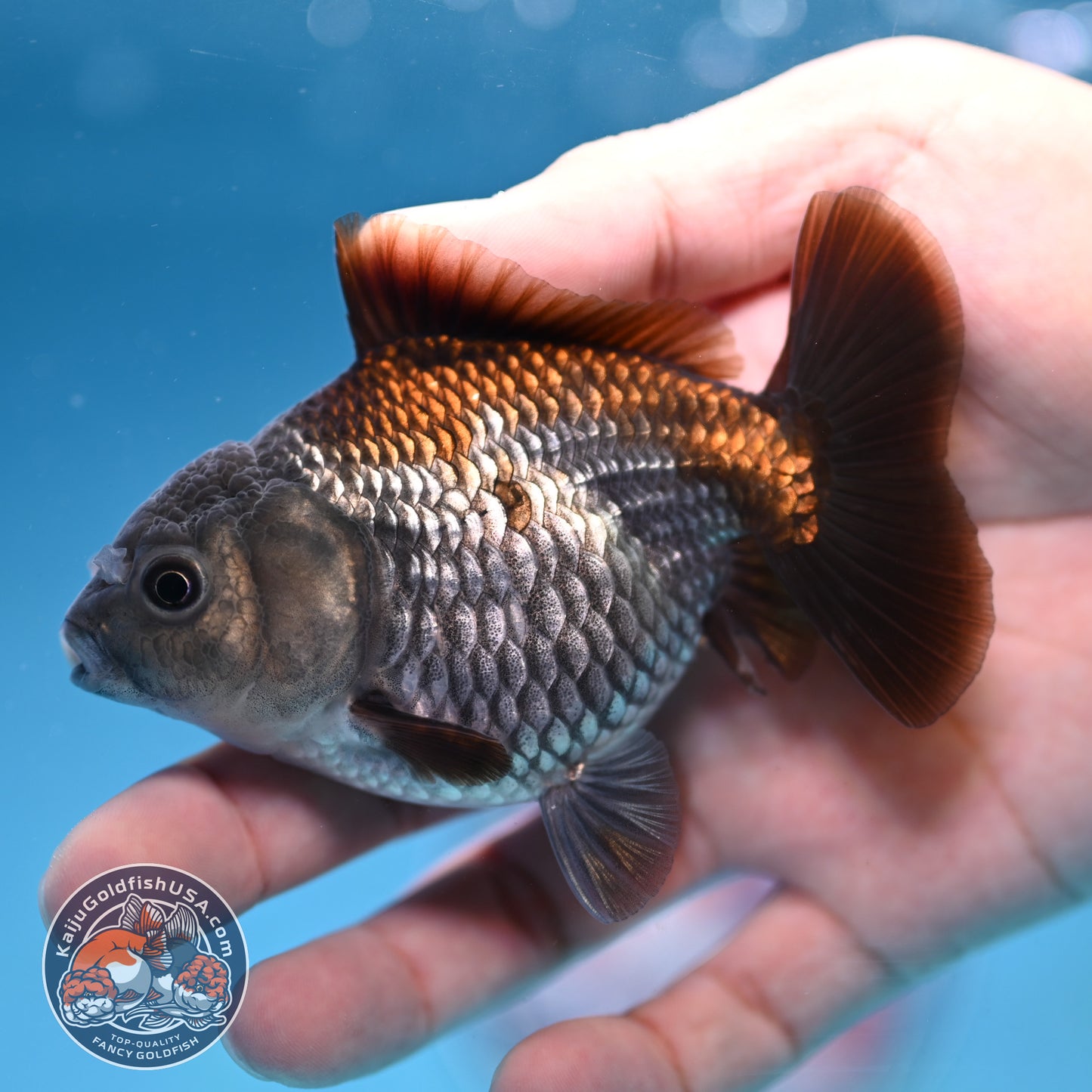 Juvenile Shogun Ochiba Oranda 3.25 inch Body (251017_OR16)