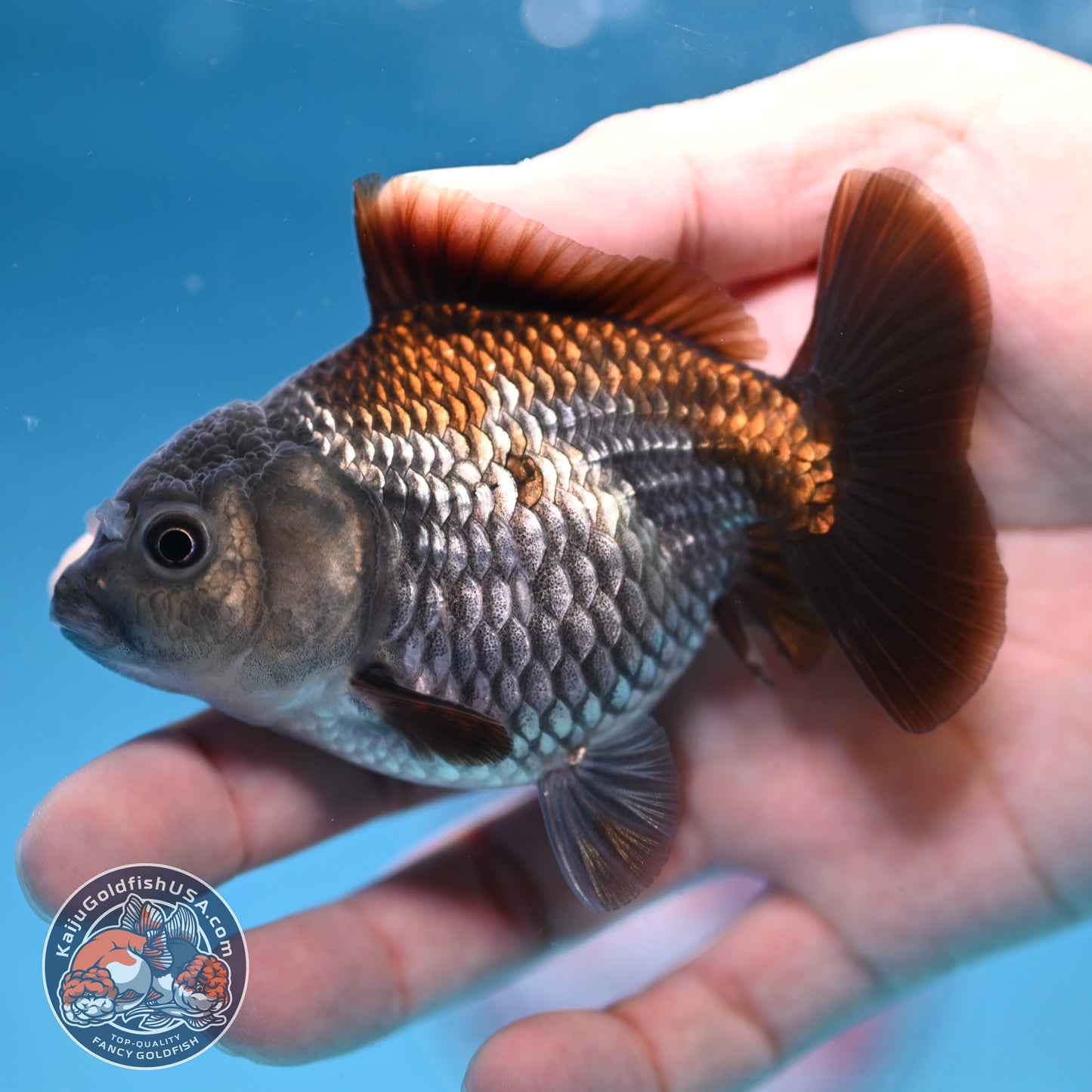 Juvenile Shogun Ochiba Oranda 3.25 inch Body (251017_OR16)
