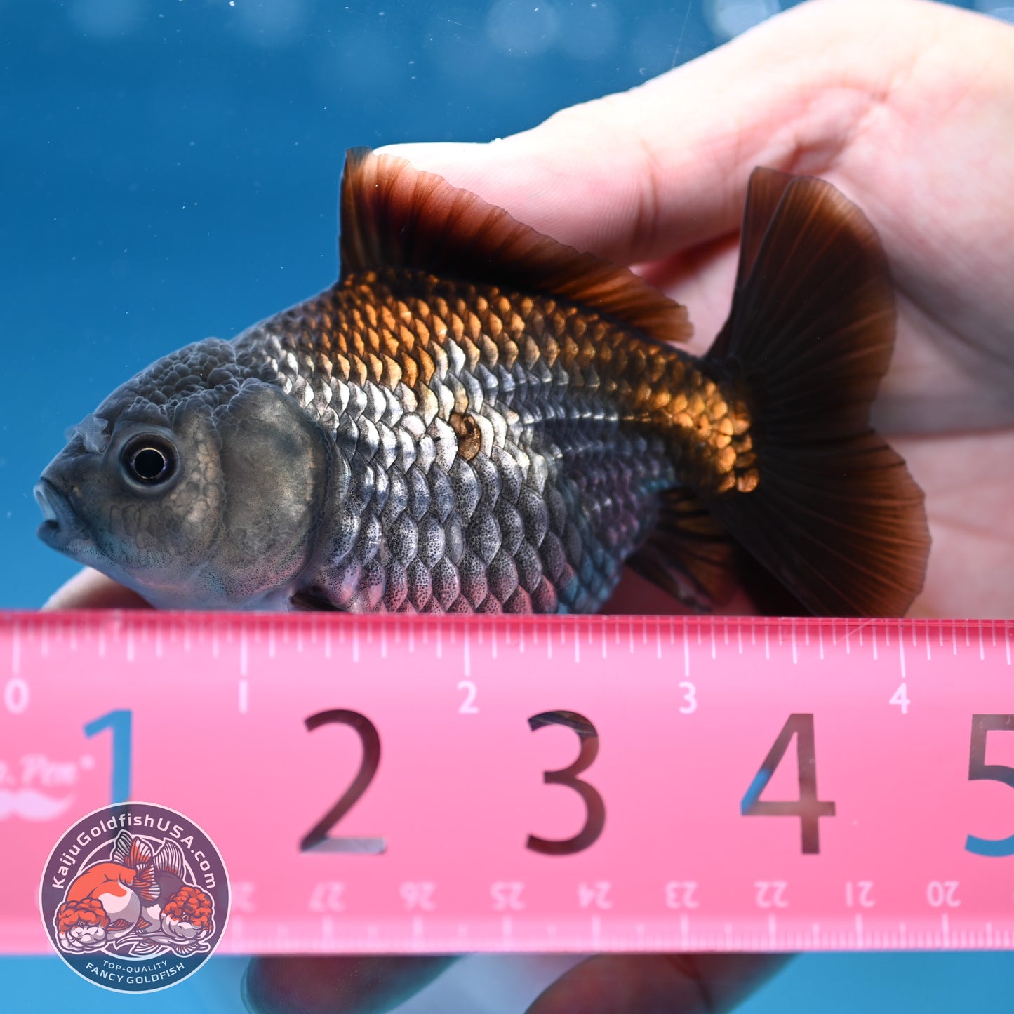 Juvenile Shogun Ochiba Oranda 3.25 inch Body (251017_OR16)