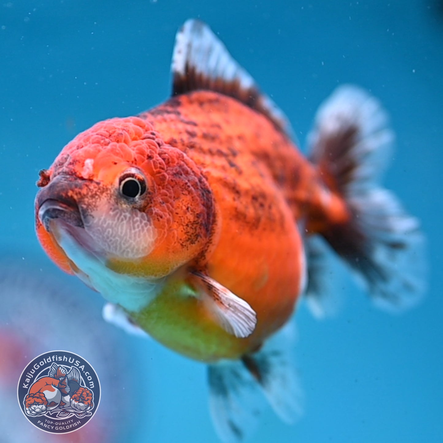 Juvenile Shogun Red Kirin Oranda 3.5 inch Body (251017_OR19)