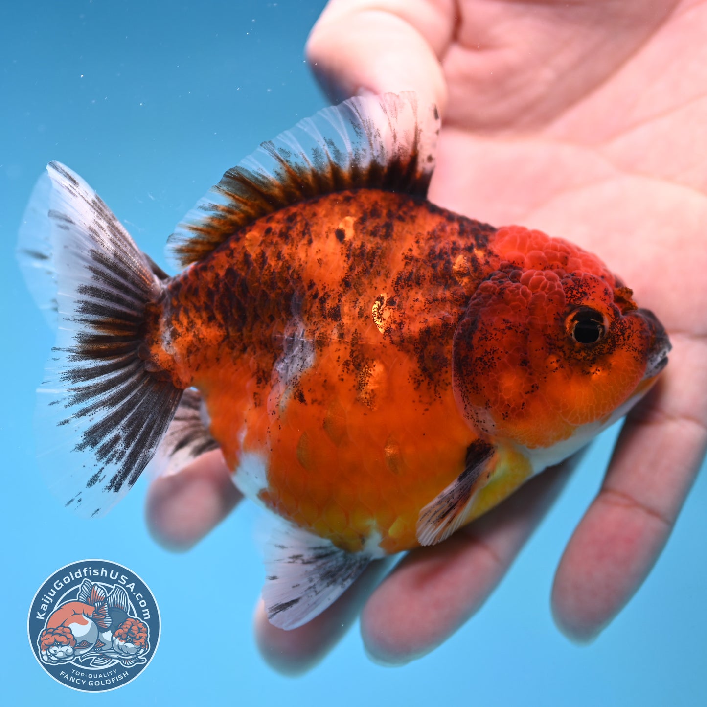 Juvenile Shogun Red Kirin Oranda 3.5 inch Body (251017_OR19)