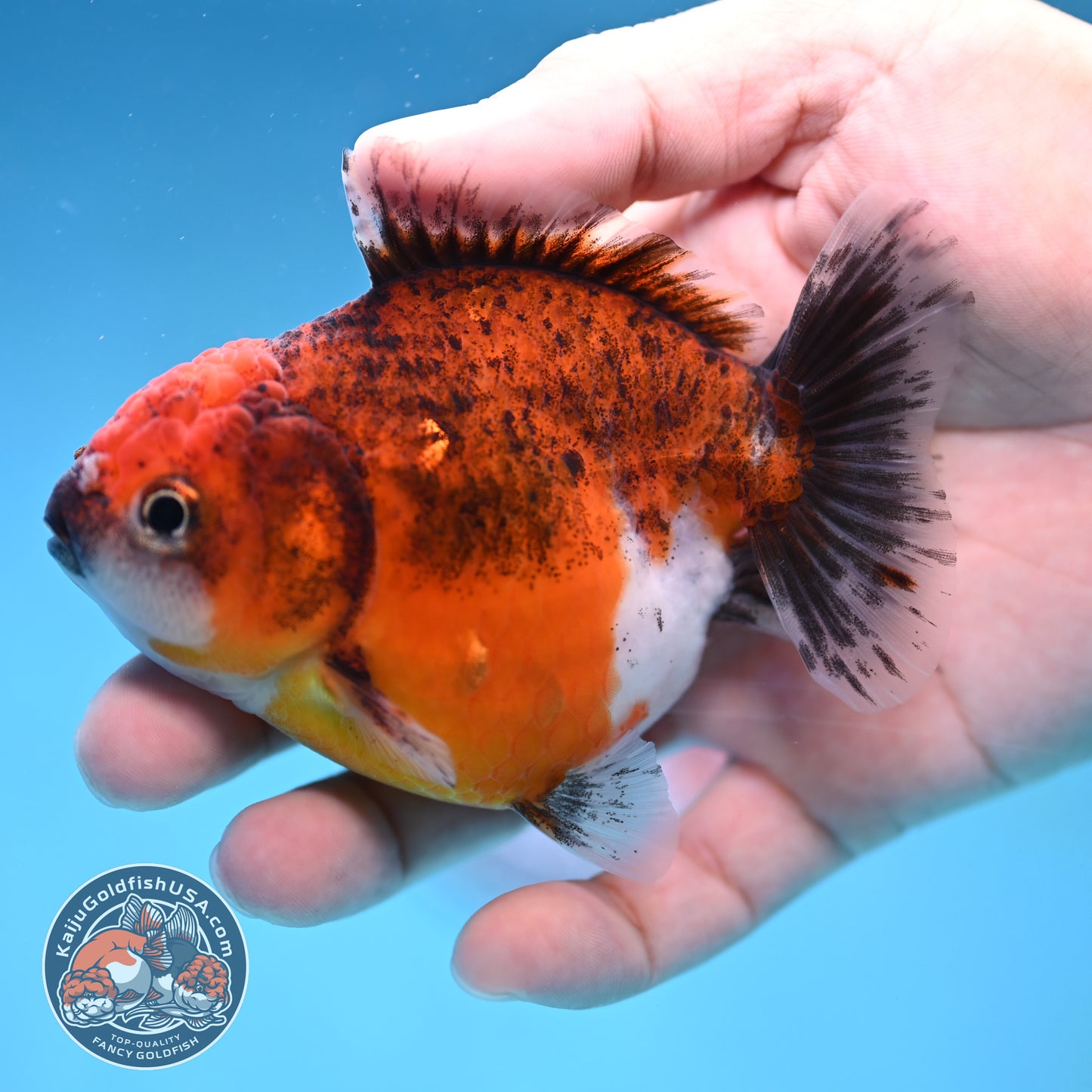 Juvenile Shogun Red Kirin Oranda 3.5 inch Body (251017_OR19)