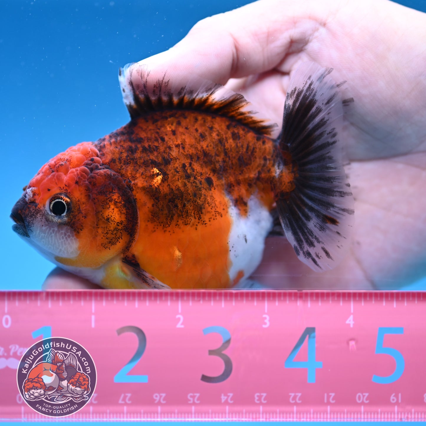 Juvenile Shogun Red Kirin Oranda 3.5 inch Body (251017_OR19)