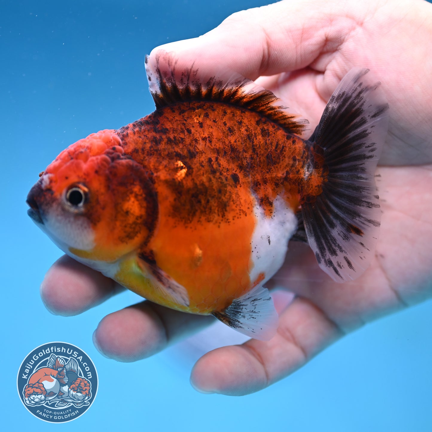 Juvenile Shogun Red Kirin Oranda 3.5 inch Body (251017_OR19)