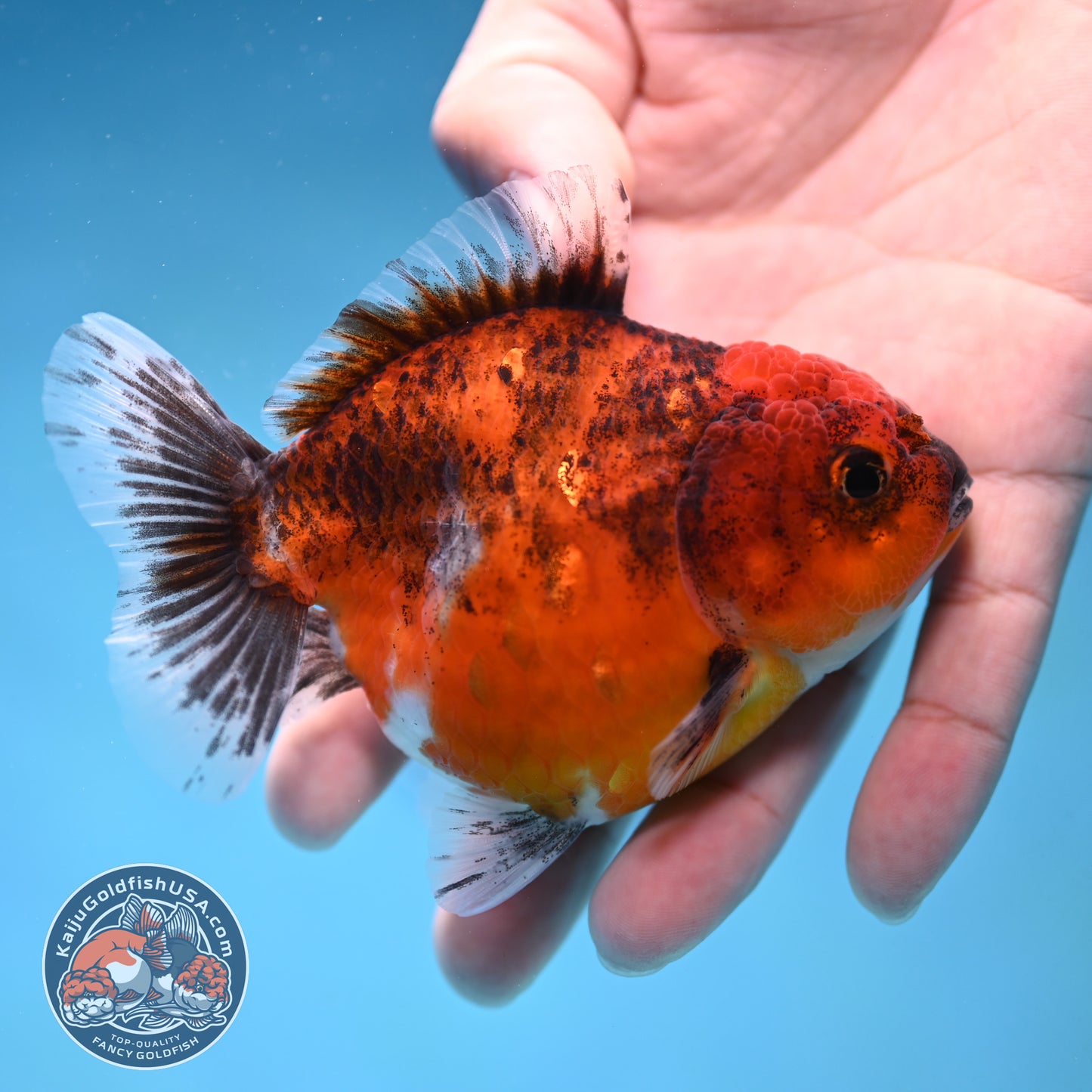 Juvenile Shogun Red Kirin Oranda 3.5 inch Body (251017_OR19)