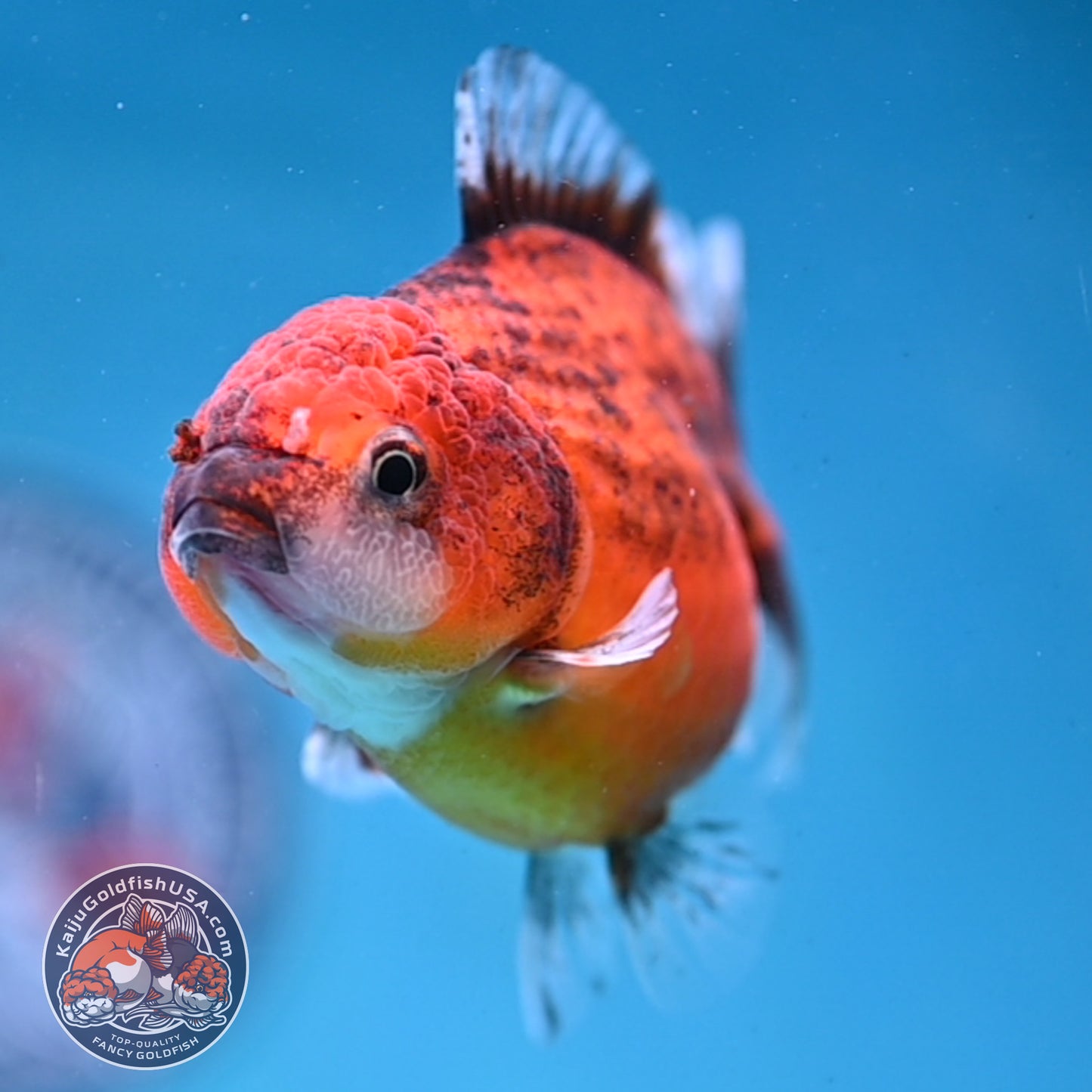 Juvenile Shogun Red Kirin Oranda 3.5 inch Body (251017_OR19)