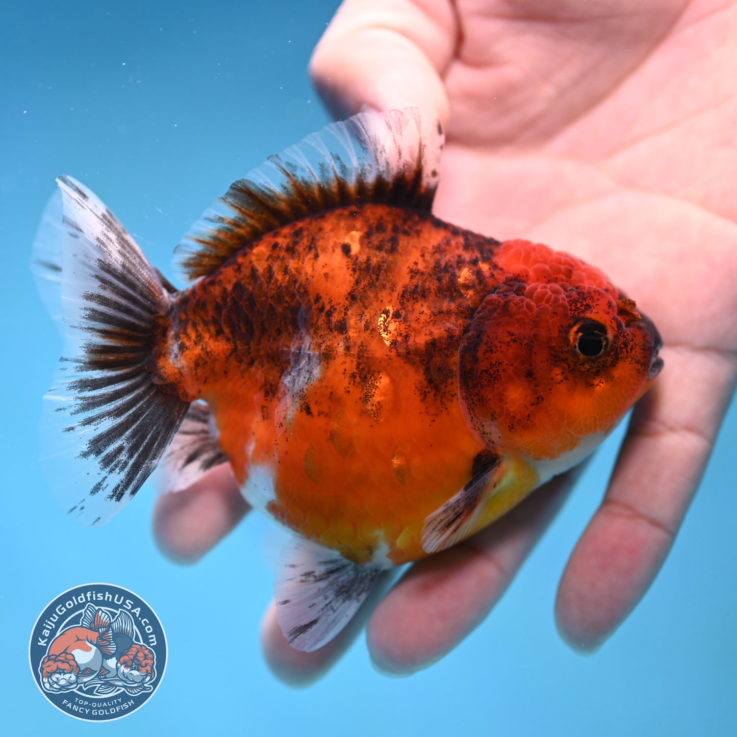 Juvenile Shogun Red Kirin Oranda 3.5 inch Body (251017_OR19)