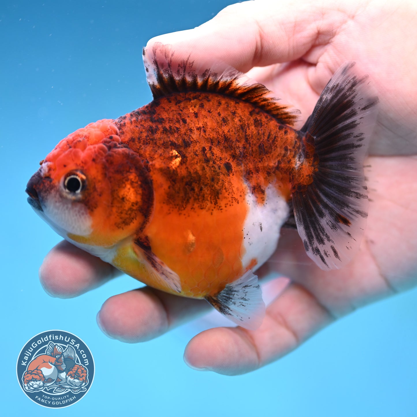 Juvenile Shogun Red Kirin Oranda 3.5 inch Body (251017_OR19)