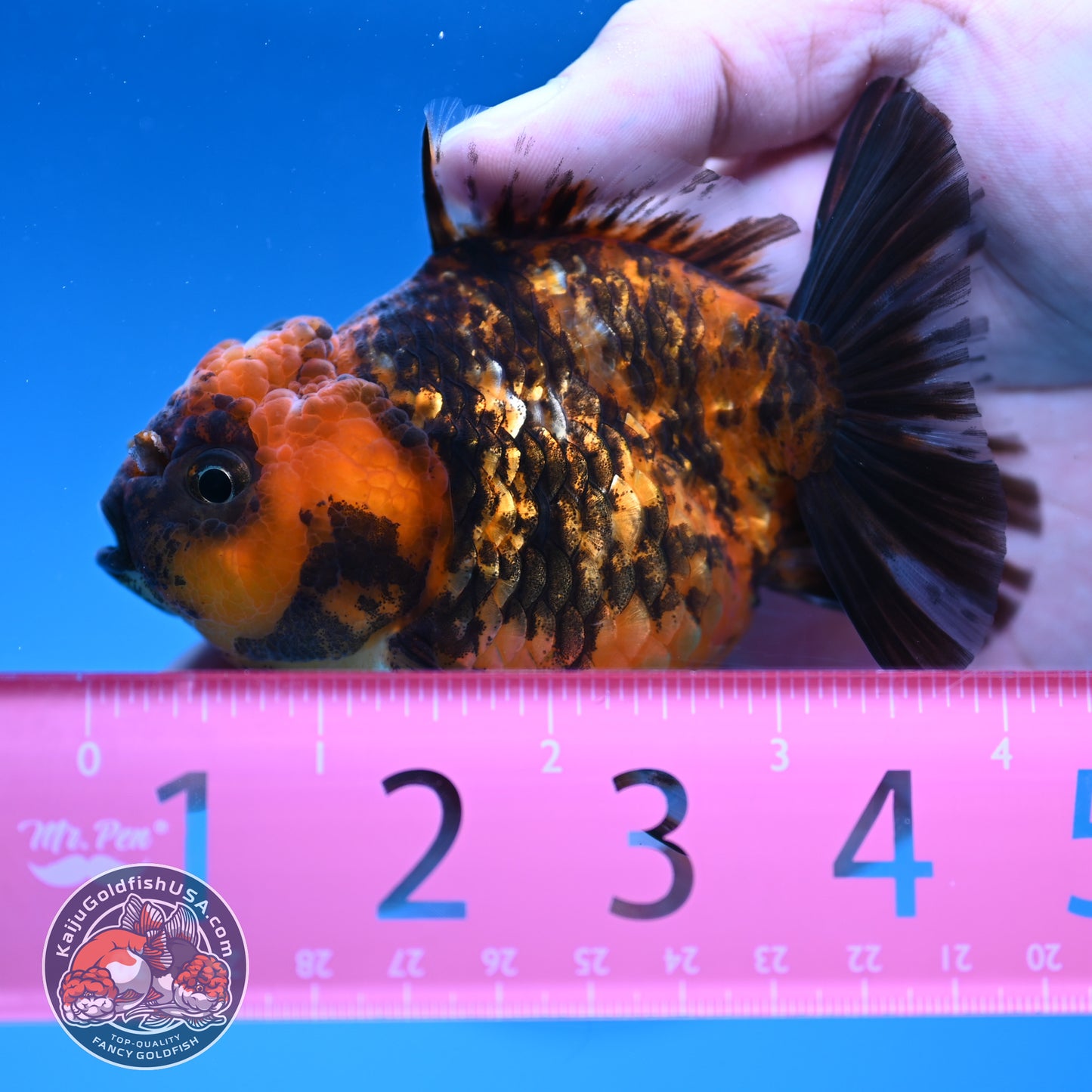 Juvenile Shogun Tiger Oranda 3.25 inch Body (251017_OR15)