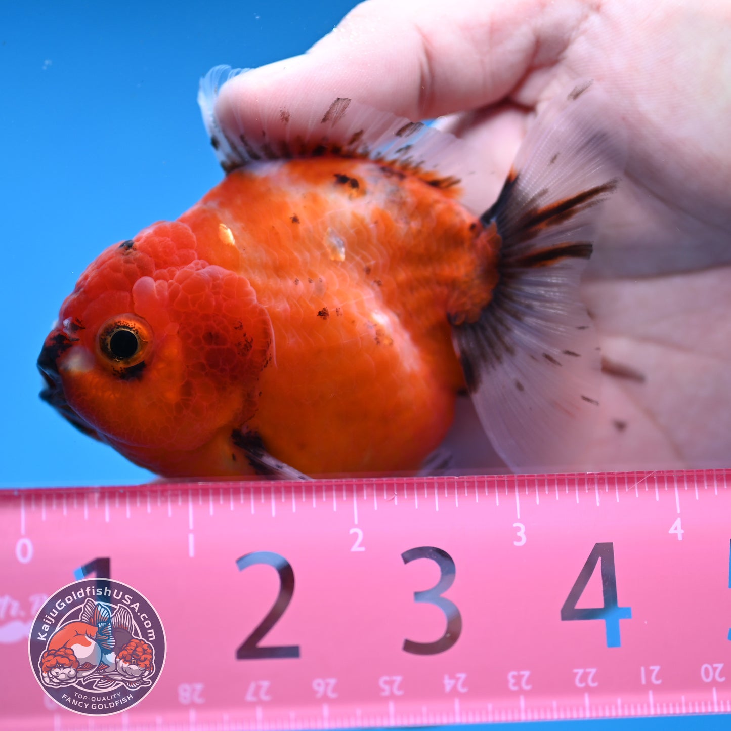 Juvenile Shogun Tricolor Sakura Oranda 3 inch Body (251031_OR03)