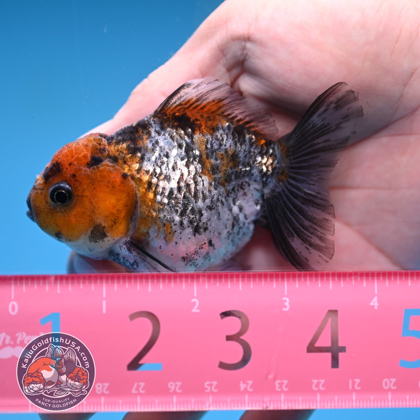 Juvenile Shogun White Tiger Oranda 3 inch Body (251031_OR09)