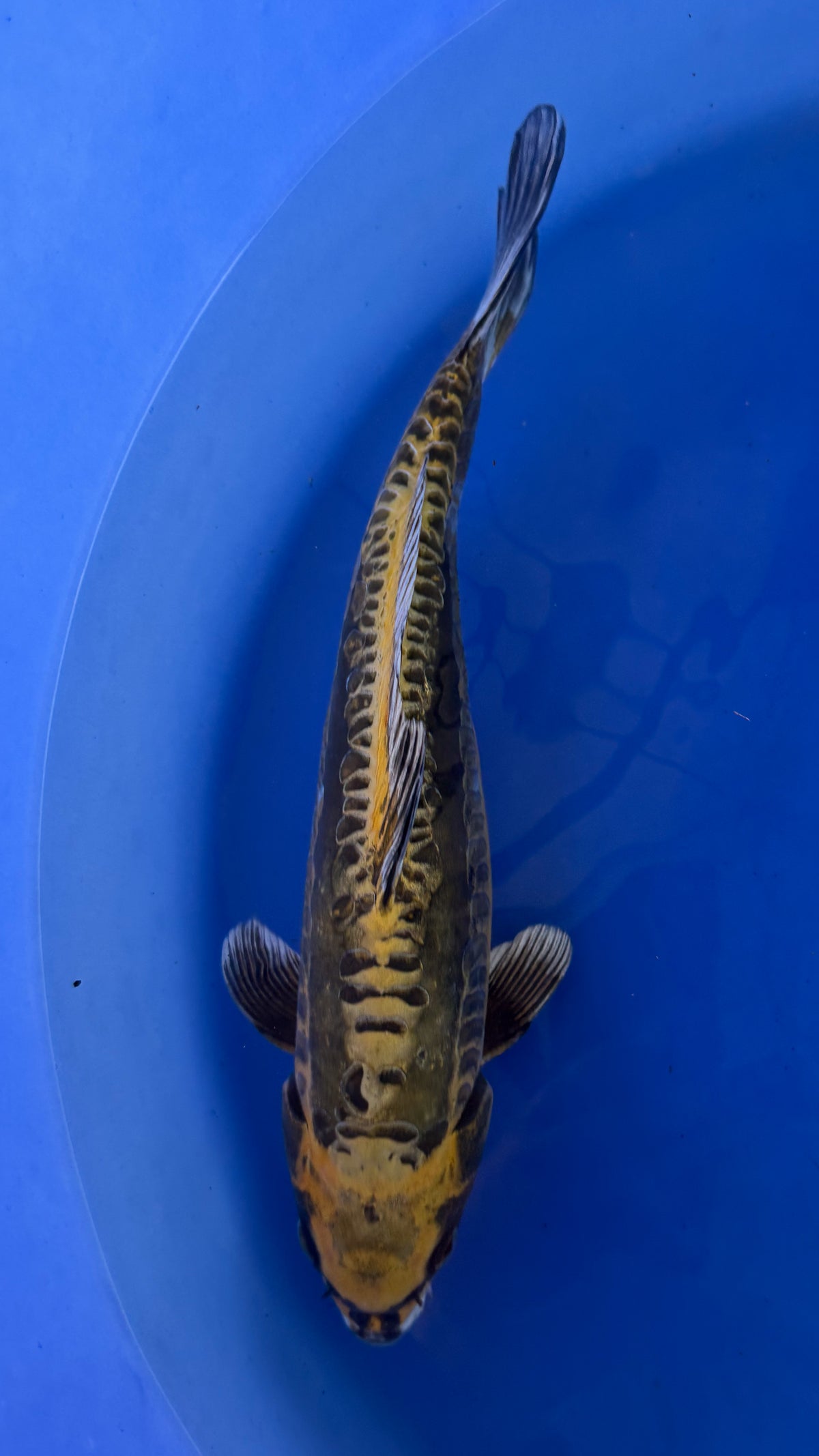 Kin Kikukuryu 14 inches (261022_KOI17)