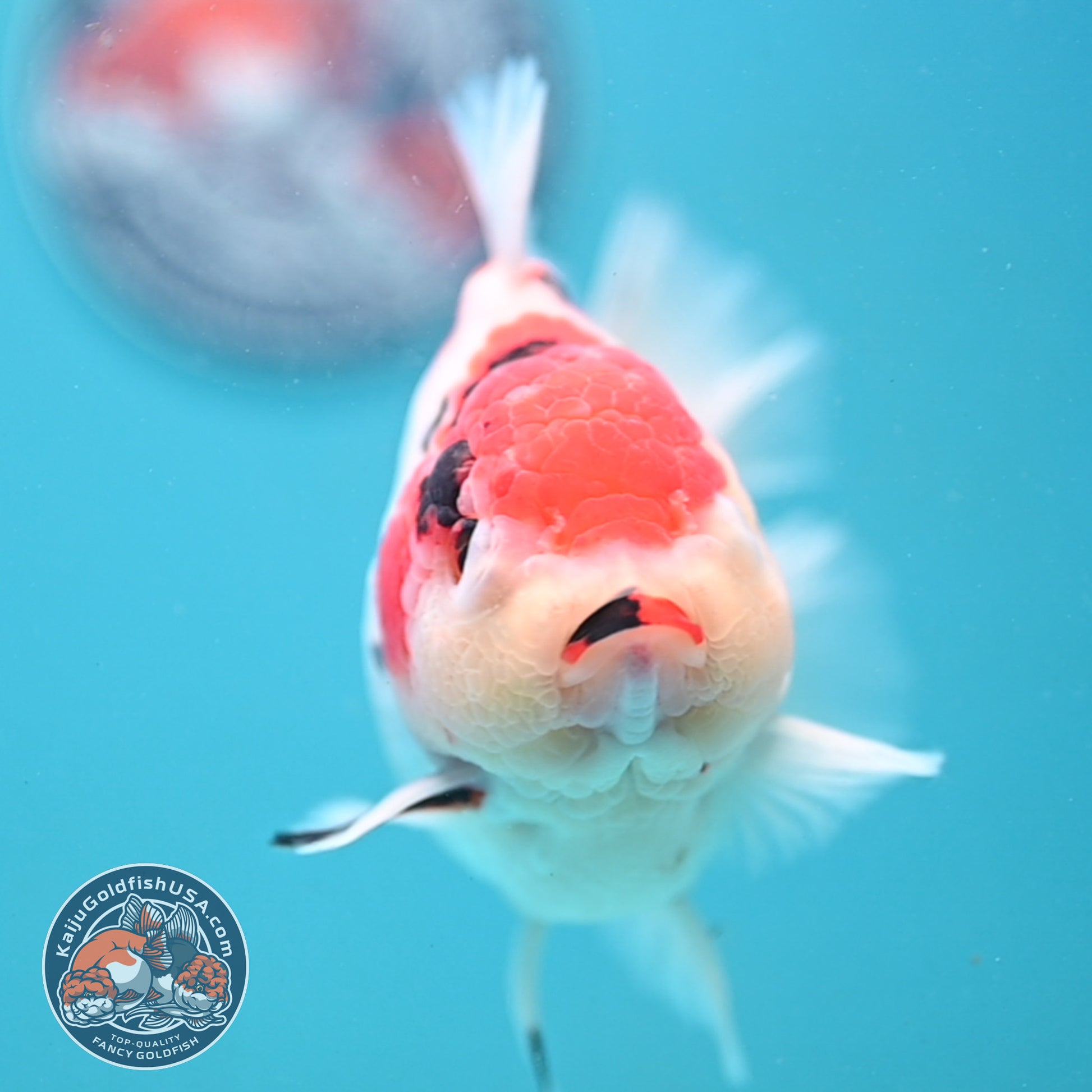 Large Tricolor Sakura Oranda 4.5 inch Body (251024_OR13)