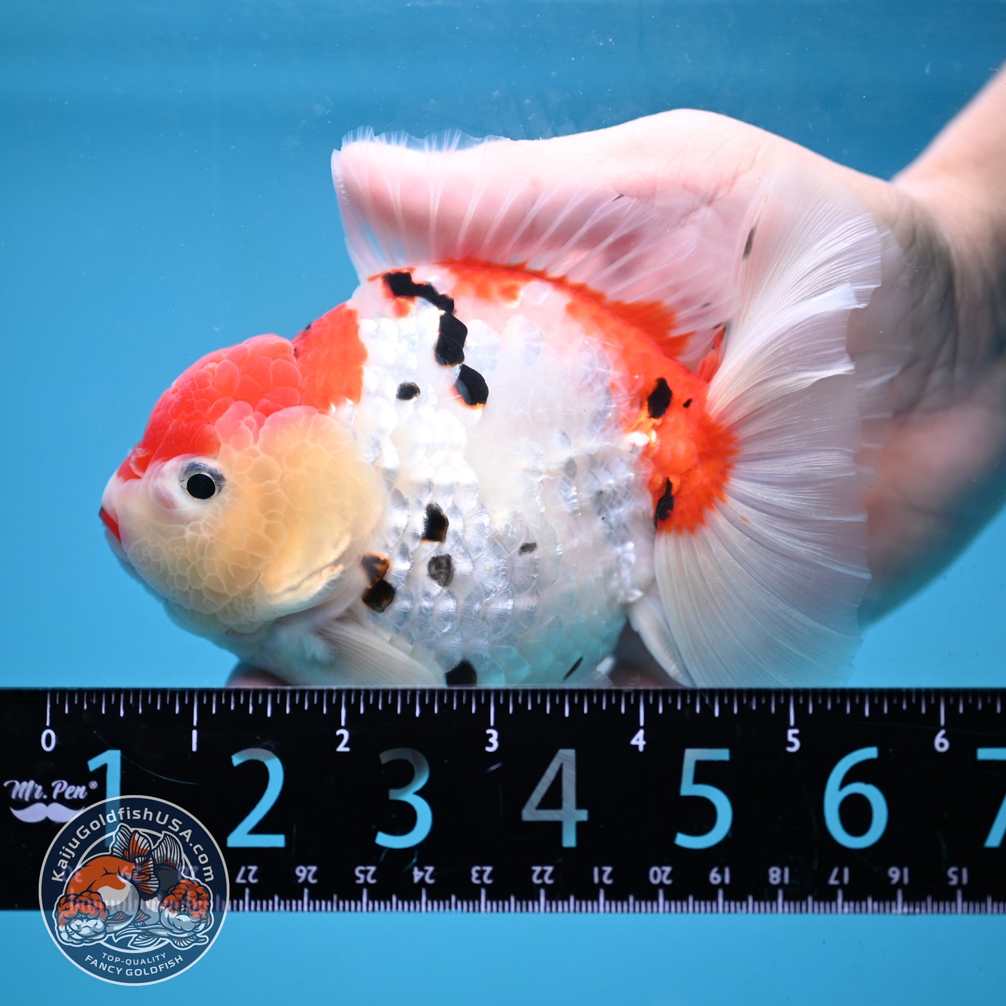 Large Tricolor Sakura Oranda 4.5 inch Body (251024_OR13)