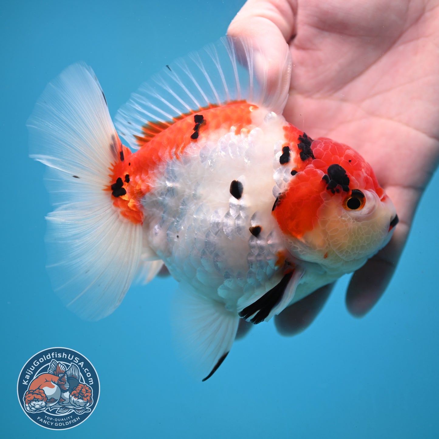 Large Tricolor Sakura Oranda 4.5 inch Body (251024_OR13)