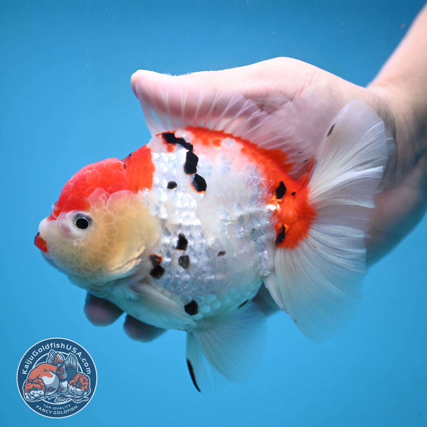 Large Tricolor Sakura Oranda 4.5 inch Body (251024_OR13)