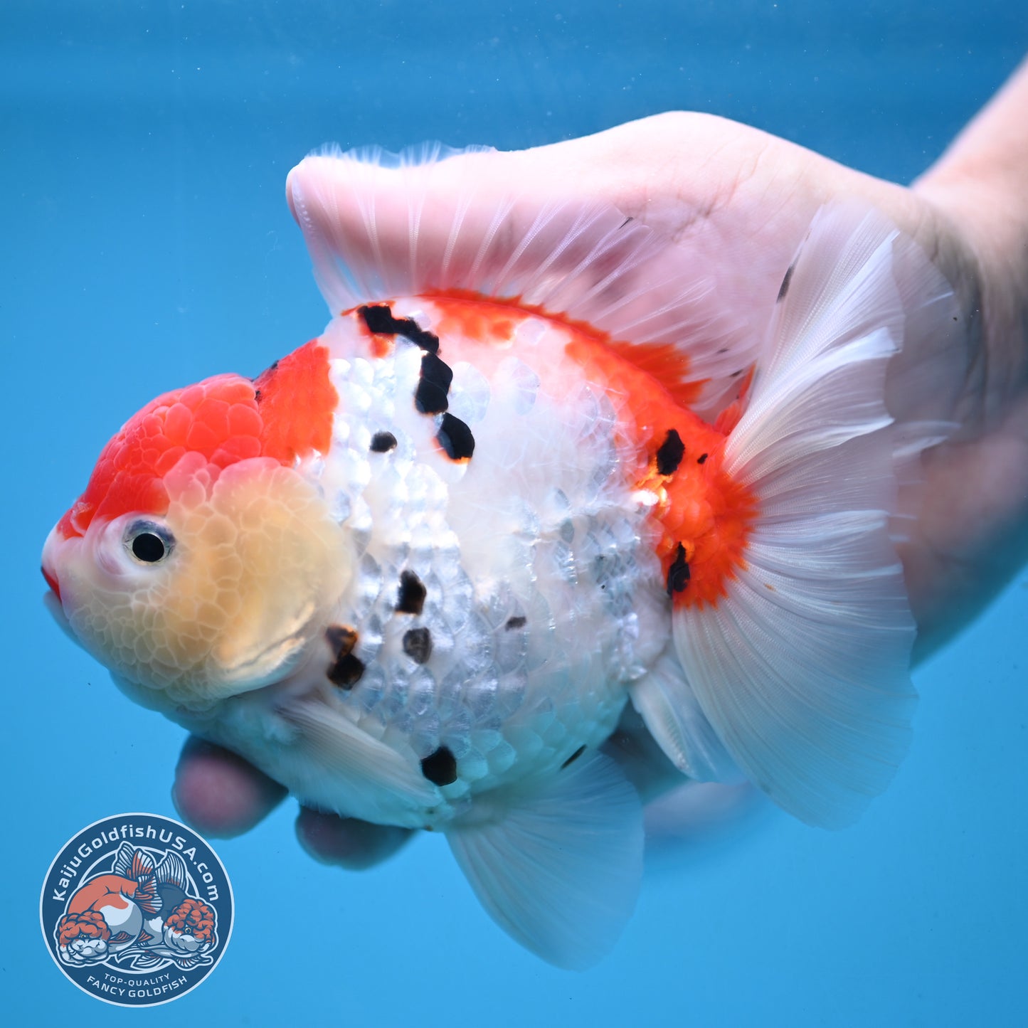 Large Tricolor Sakura Oranda 4.5 inch Body (251024_OR13)