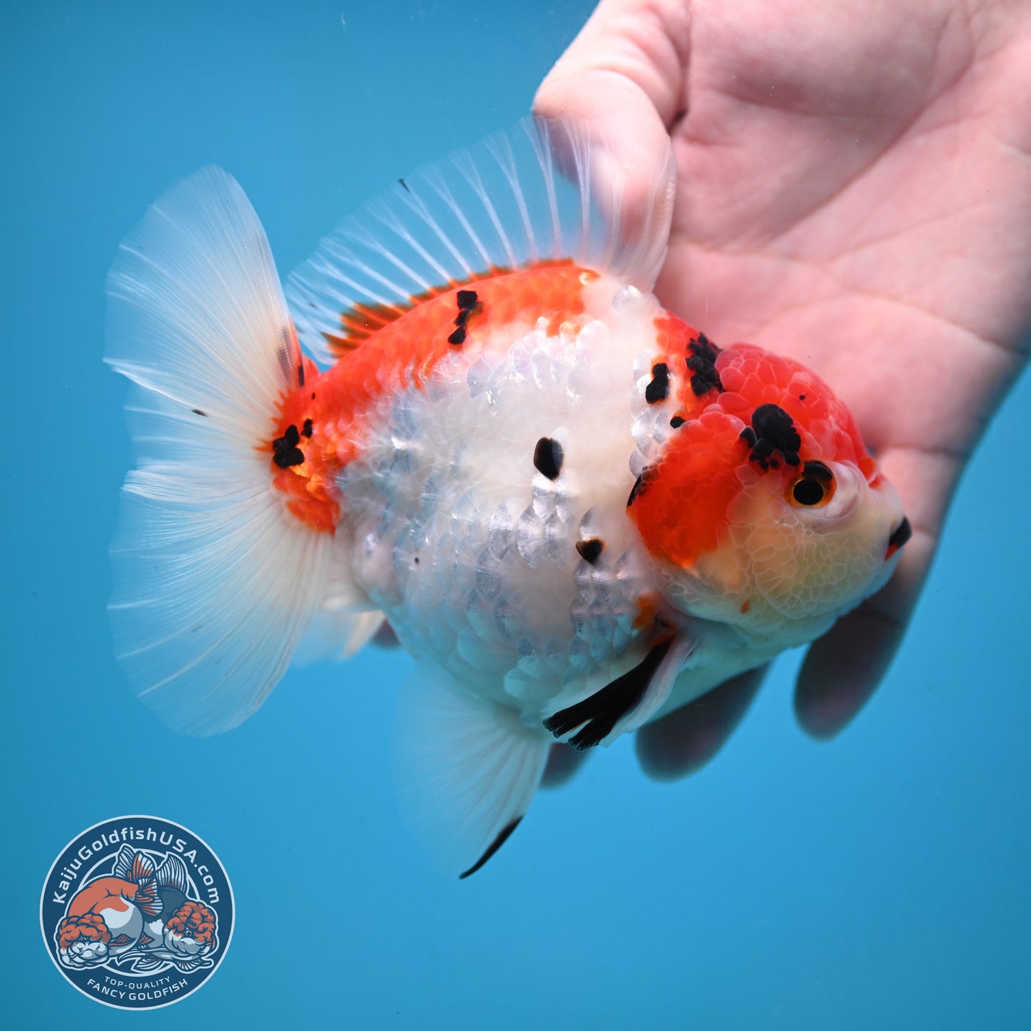 Large Tricolor Sakura Oranda 4.5 inch Body (251024_OR13)