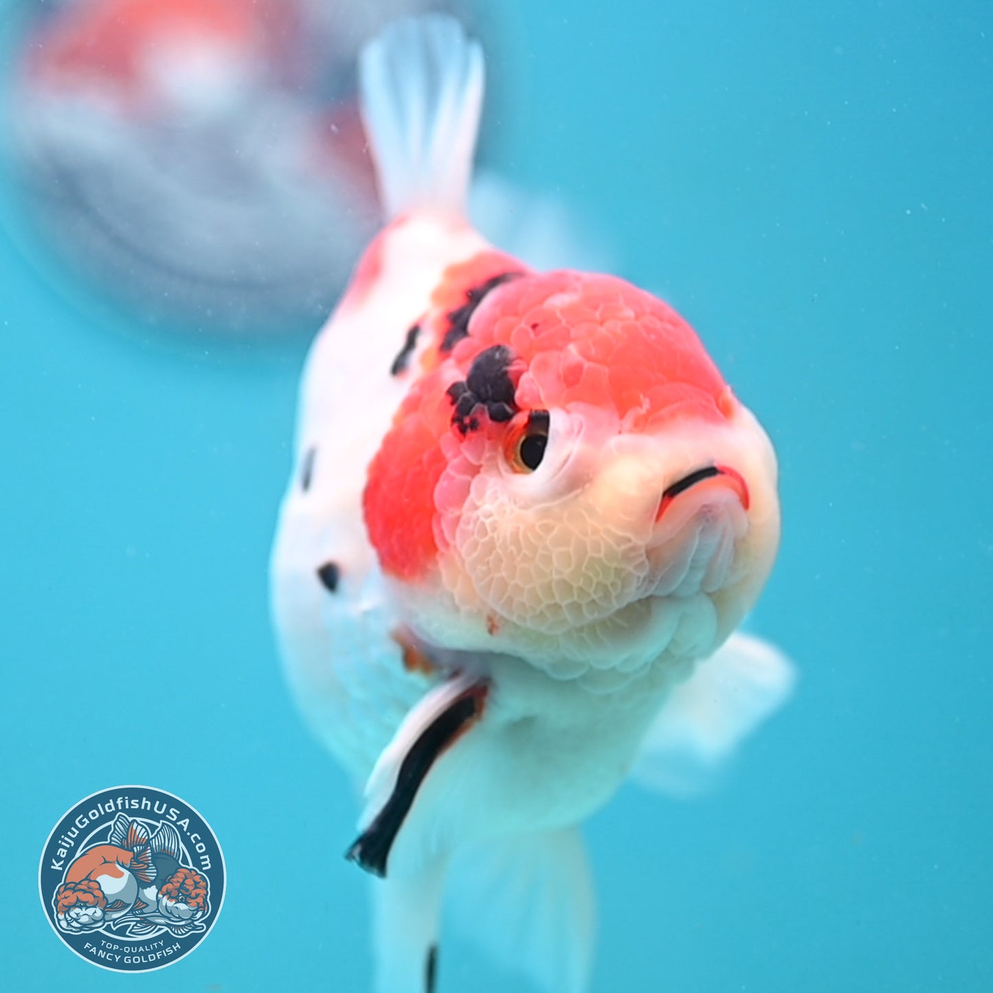 Large Tricolor Sakura Oranda 4.5 inch Body (251024_OR13)