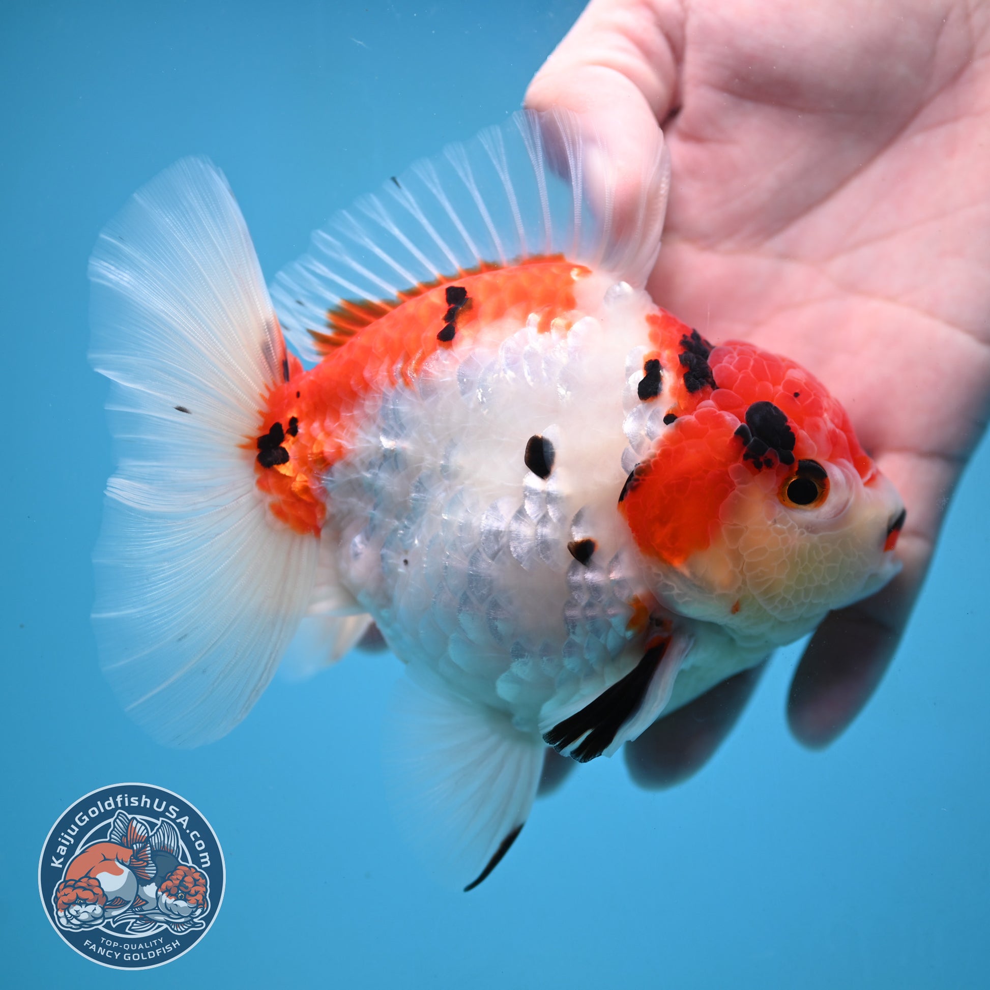 Large Tricolor Sakura Oranda 4.5 inch Body (251024_OR13)