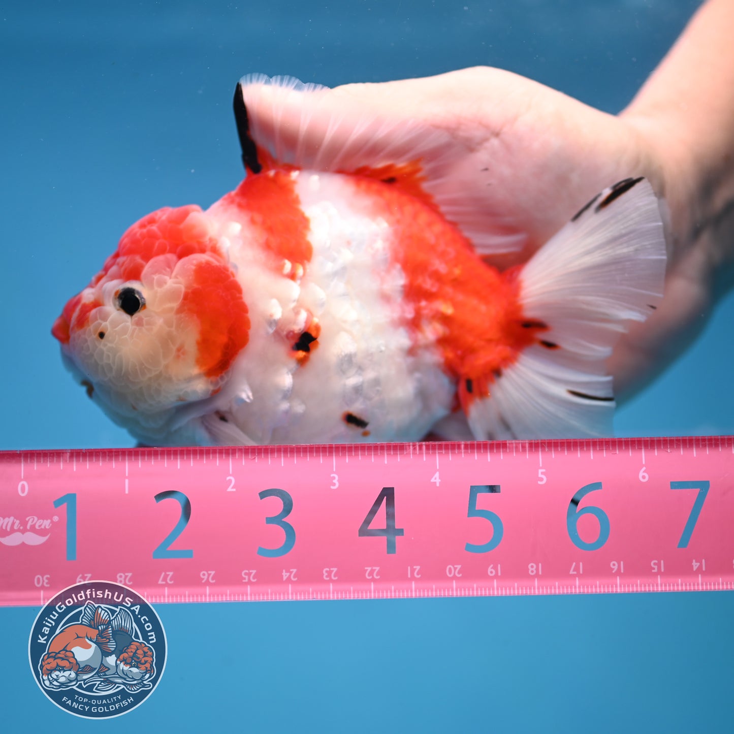 Large Tricolor Tiger Sakura Oranda 4.5 inch Body (251107_OR02)