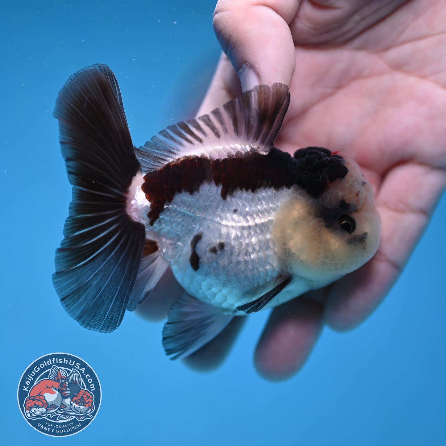 Panda Oranda 3 inch Body (260109_OR05)