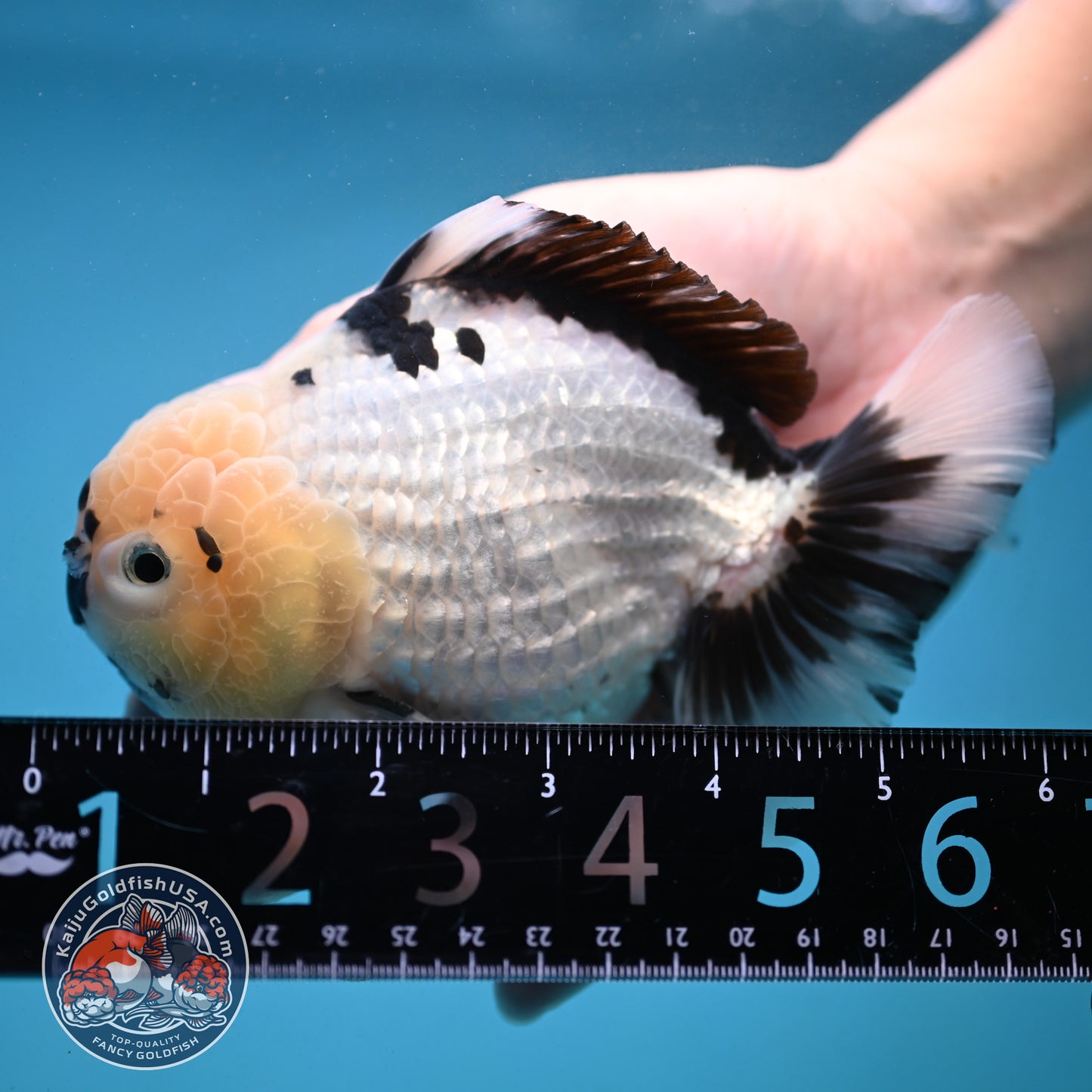 Panda YuanBao Oranda 4.5 inch Body (251121_OR02)