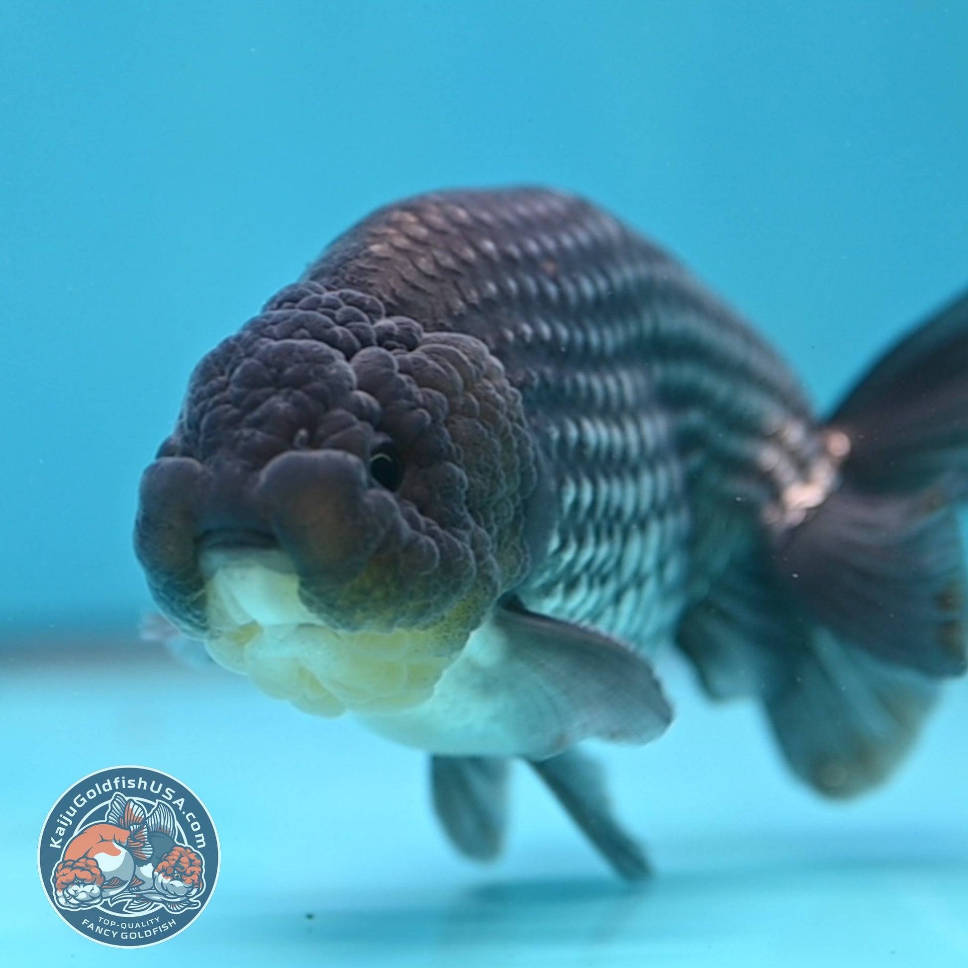 Platinum Ranchu 4.5 inch Body (251017_RC02)