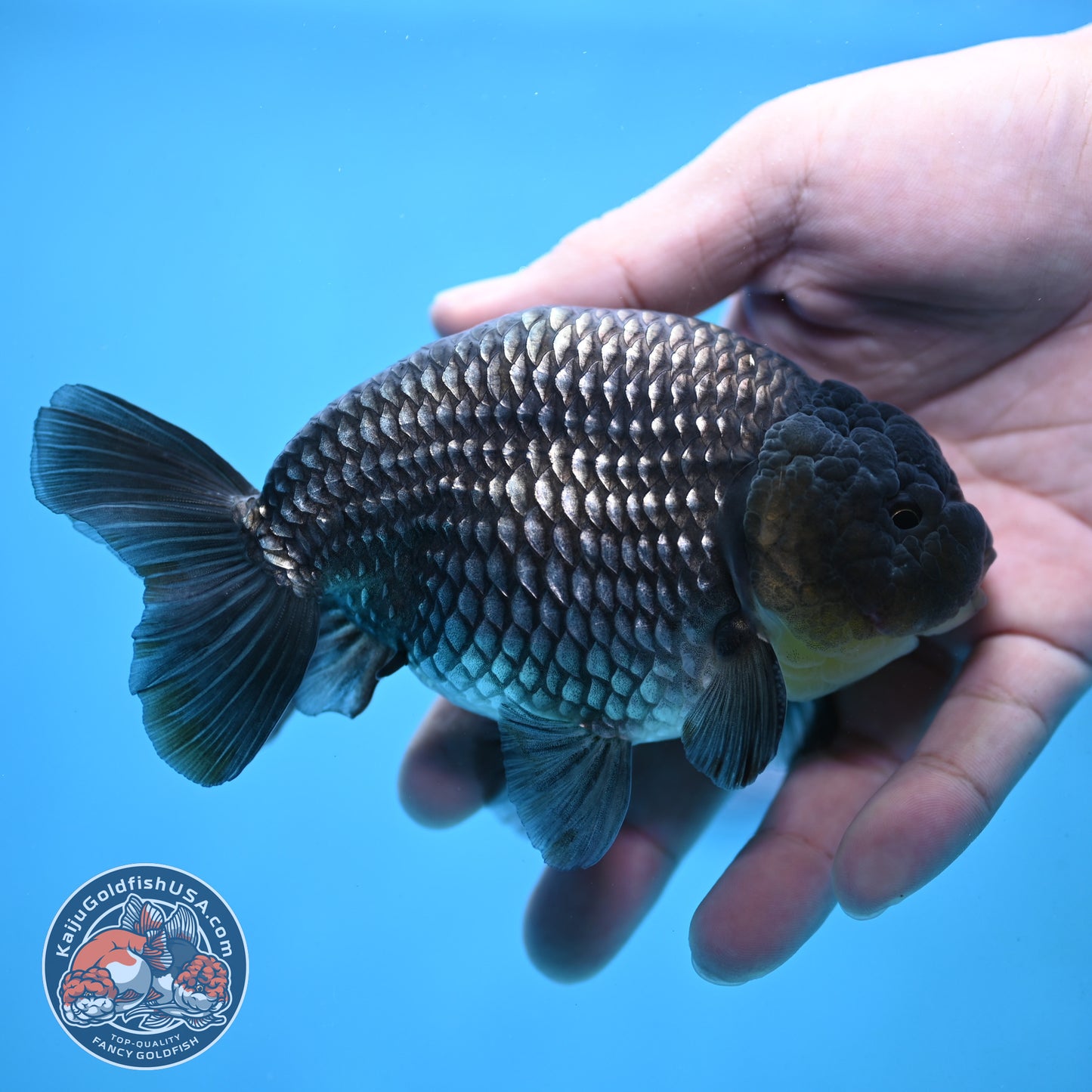 Platinum Ranchu 4.5 inch Body (251017_RC02)