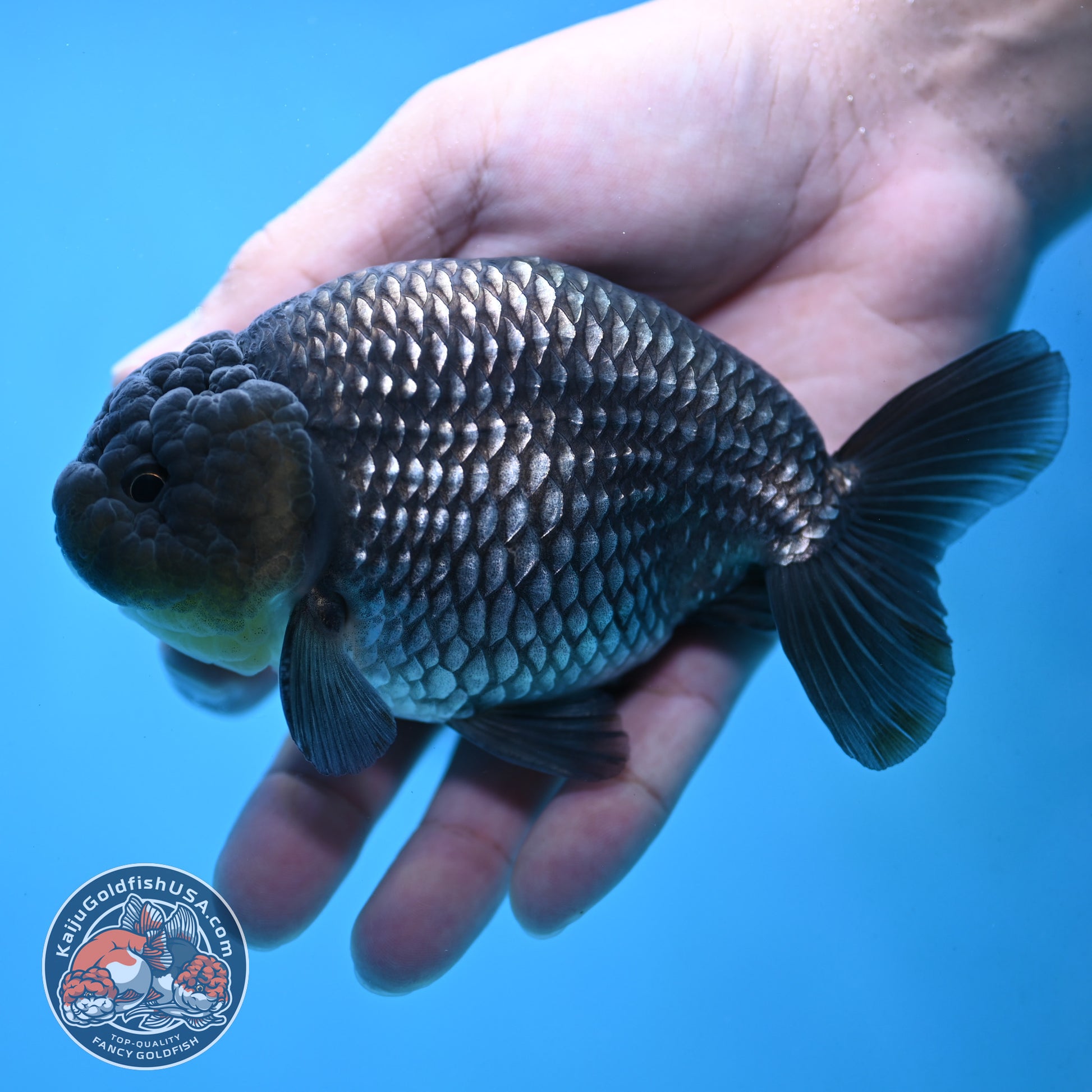 Platinum Ranchu 4.5 inch Body (251017_RC02)