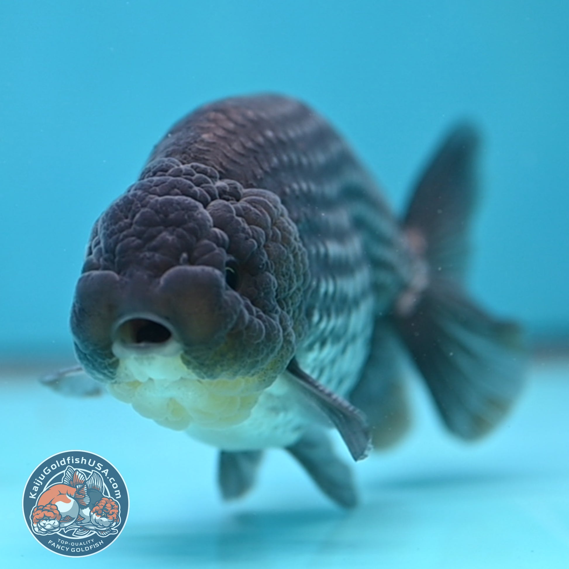 Platinum Ranchu 4.5 inch Body (251017_RC02)