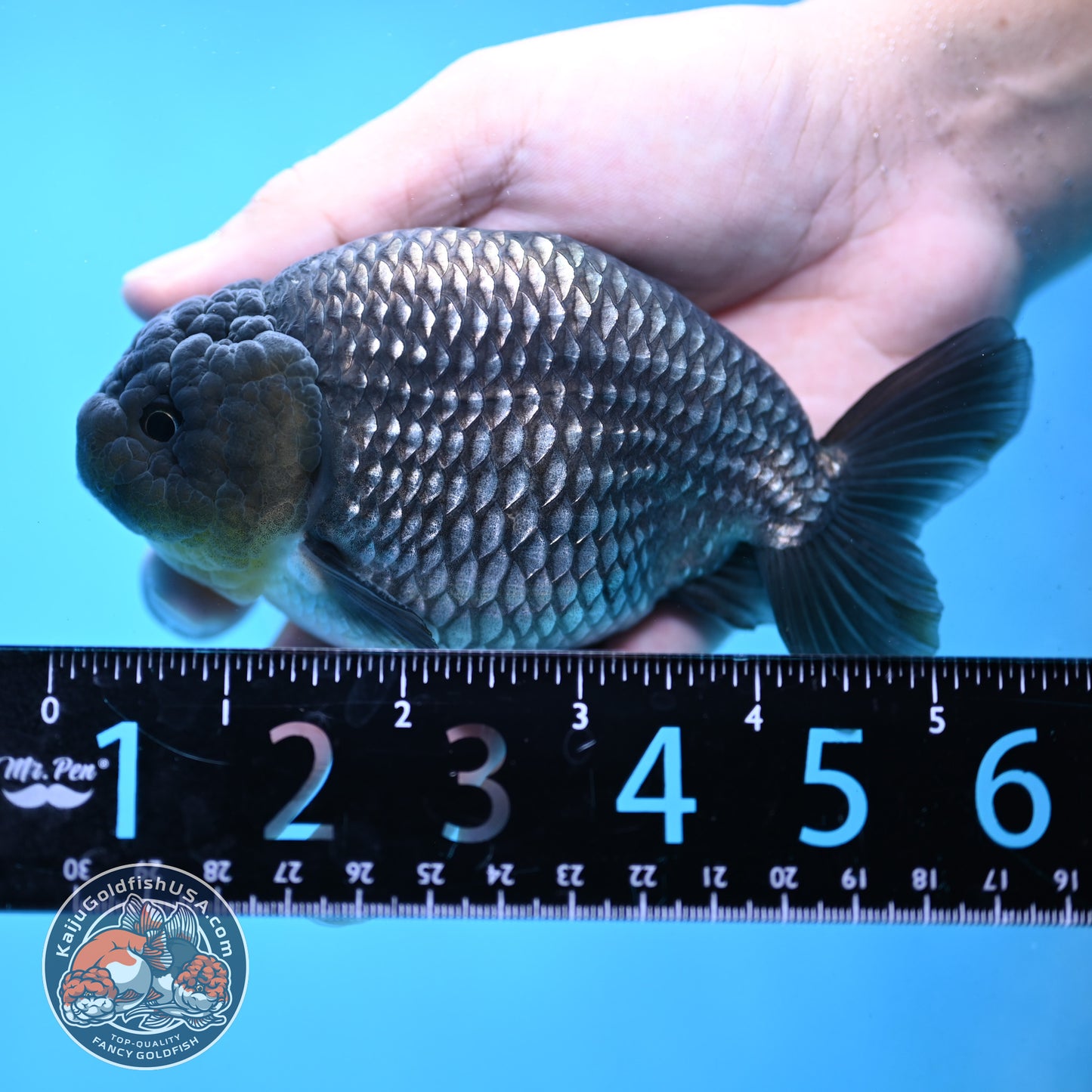 Platinum Ranchu 4.5 inch Body (251017_RC02)